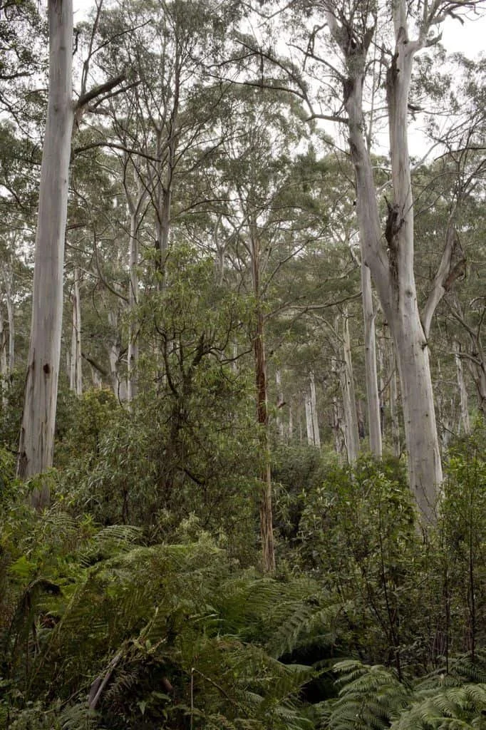 A dense forest with tall, leafless trees and green undergrowth.