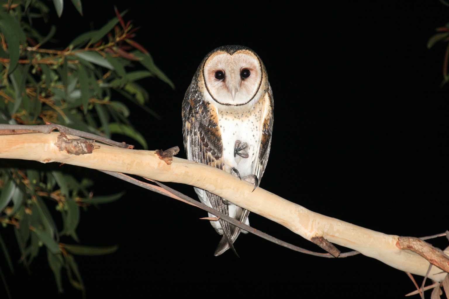 A barn owl perched on a tree branch against a black night background.