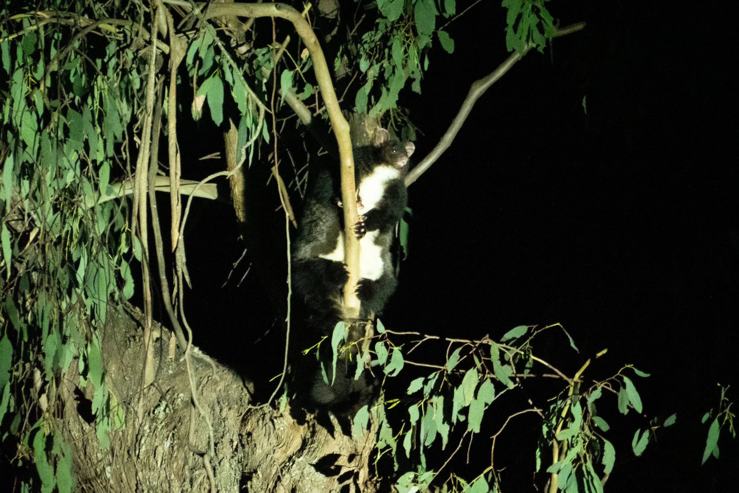 Two possums on a tree night.