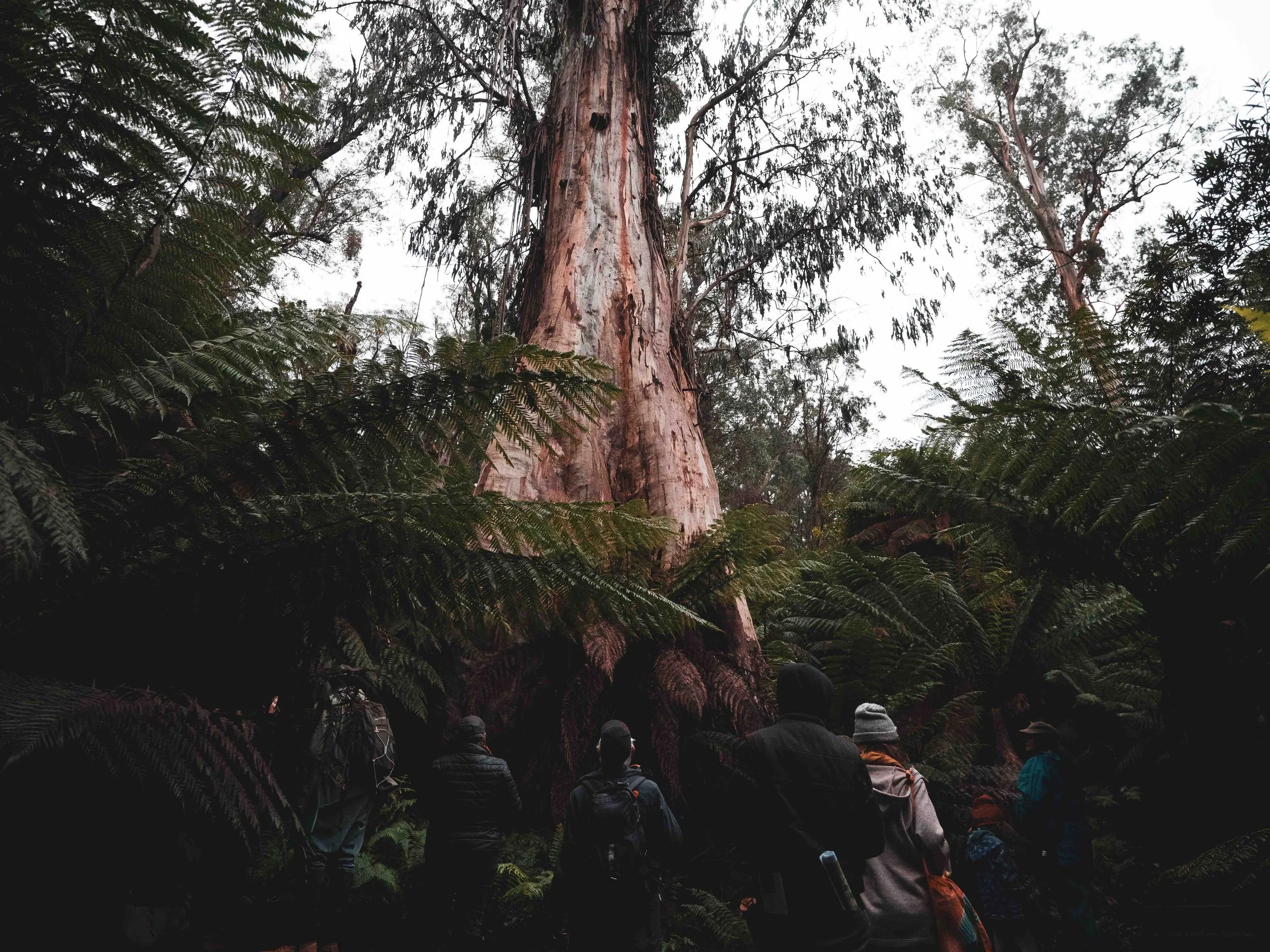Group of people standing around a massive tree trunk in a lush forest, surrounded by large fern plants.
