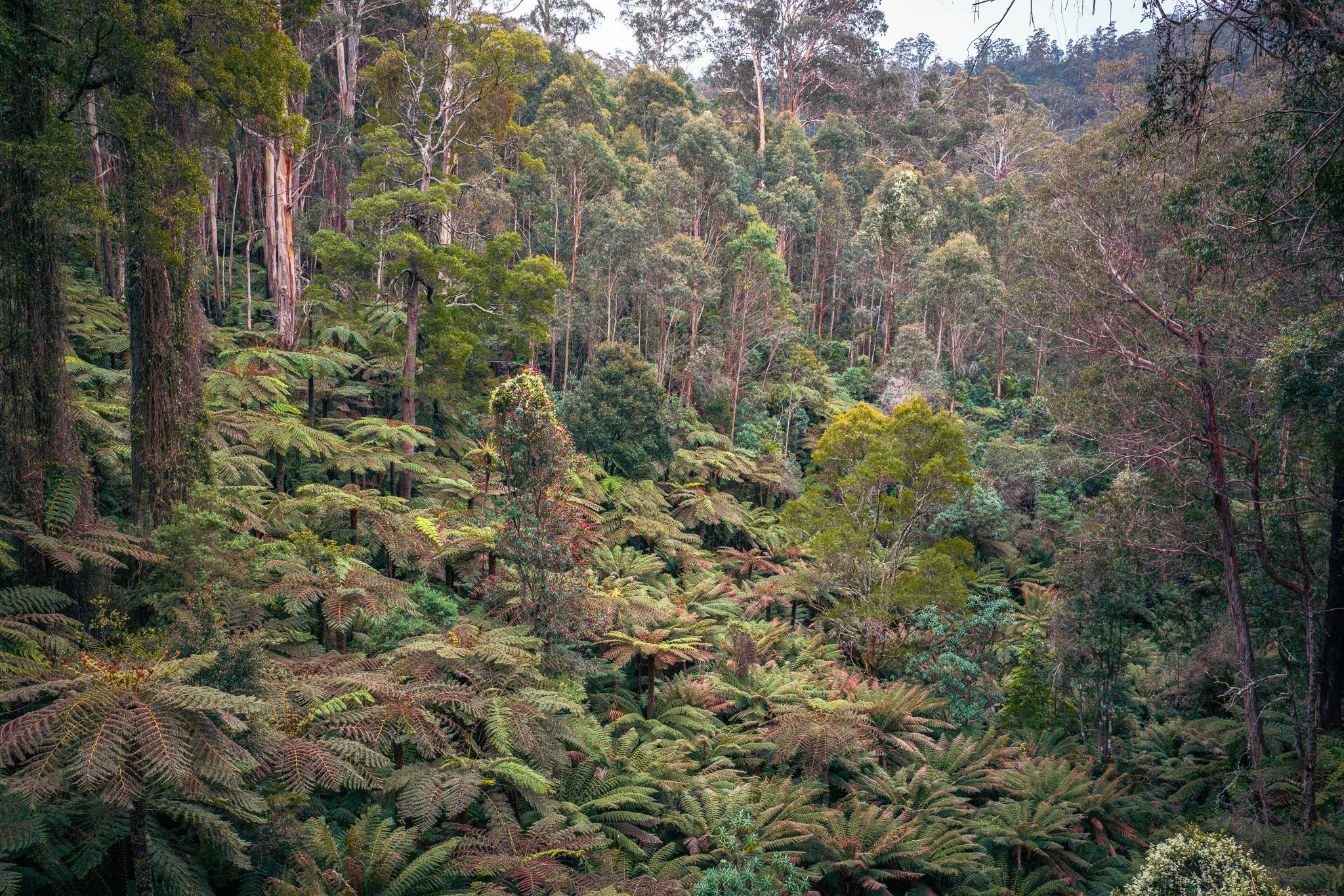 Dense rainforest with tall trees and lush green foliage.
