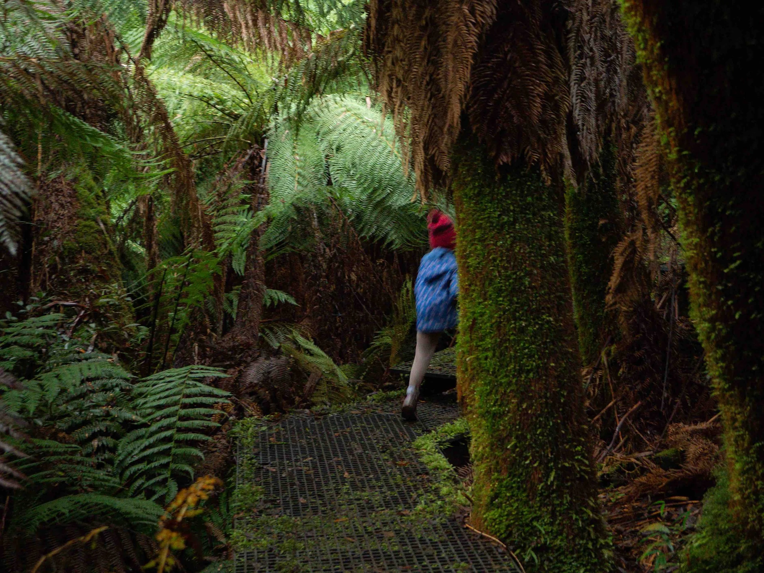 A person wearing a red beanie, a blue jacket, and holding a blue backpack, walking on a narrow metal pathway through a dense, lush, green rainforest.