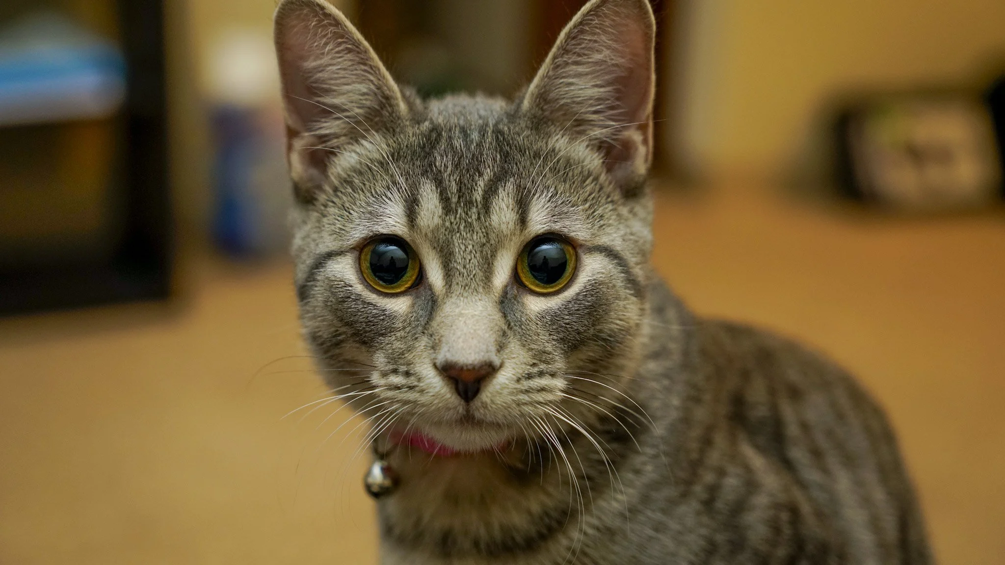 A close-up of a tabby cat with yellow eyes looking directly at the camera.