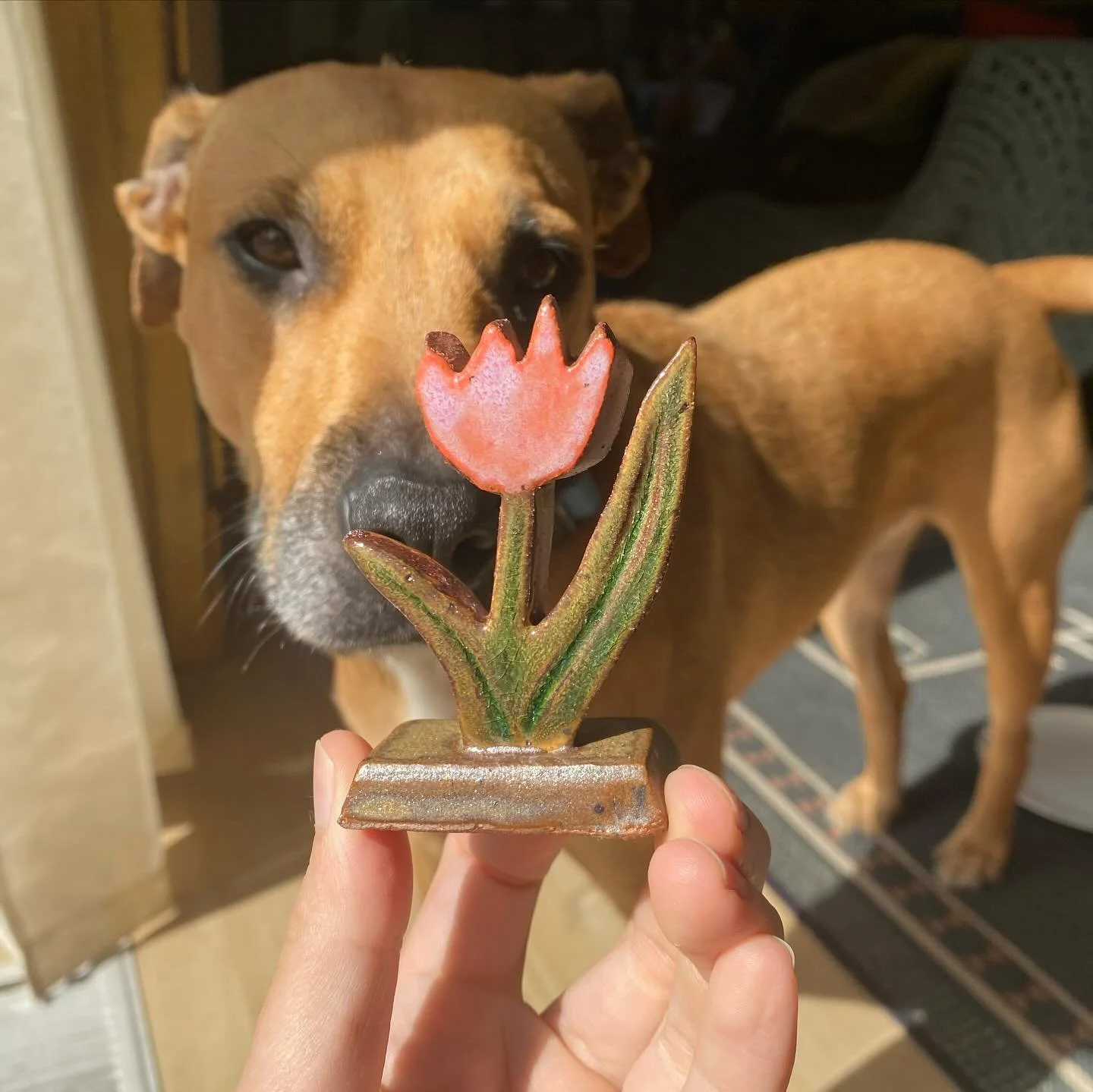 Another flower trophy 🌷+ Nalu 🐕