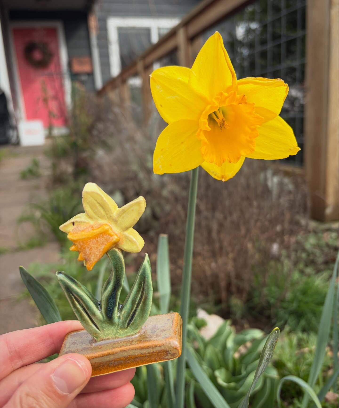 Came out of the kiln just in time! #daffodil #narcissus