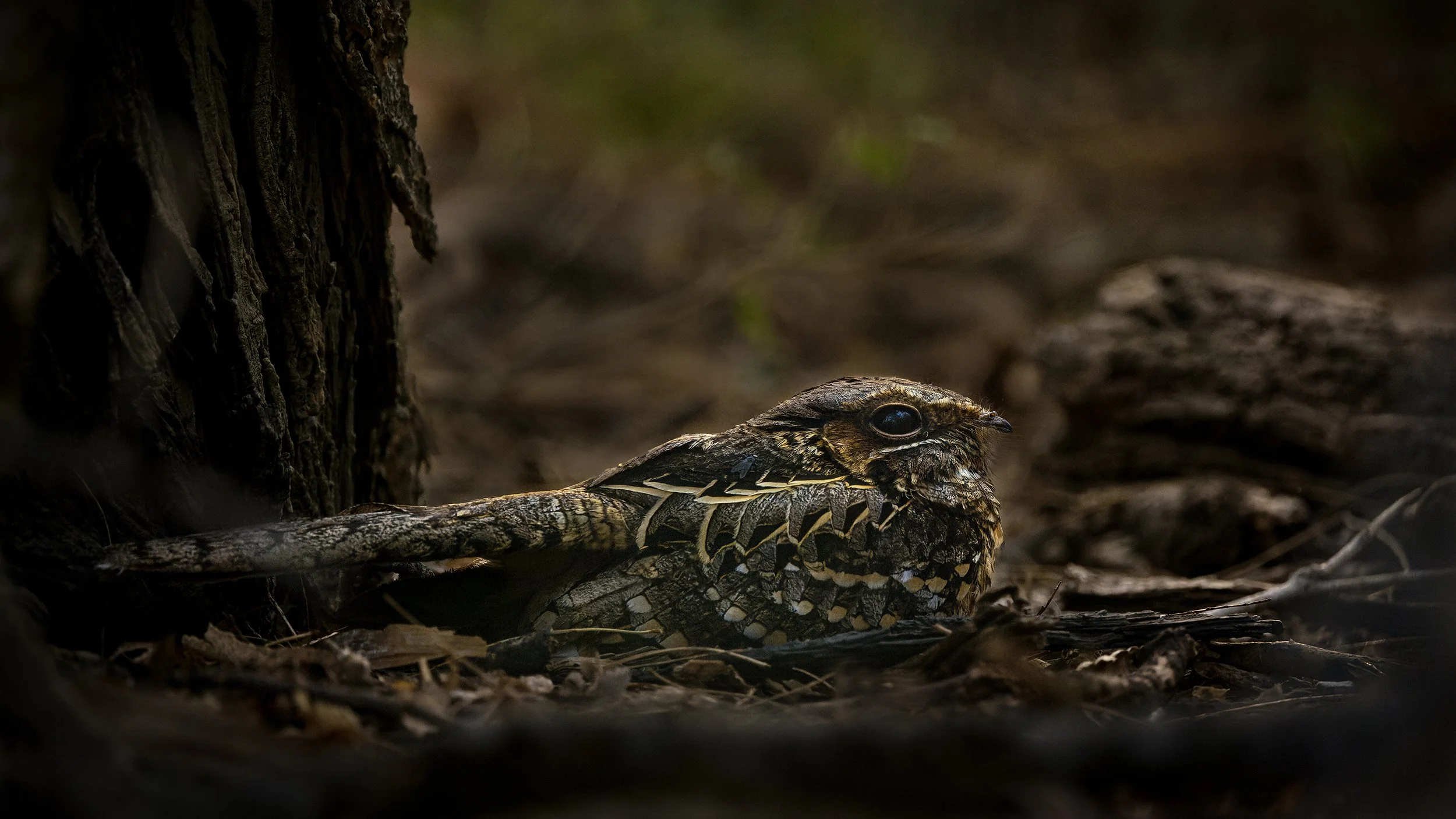 Common Pauraque
