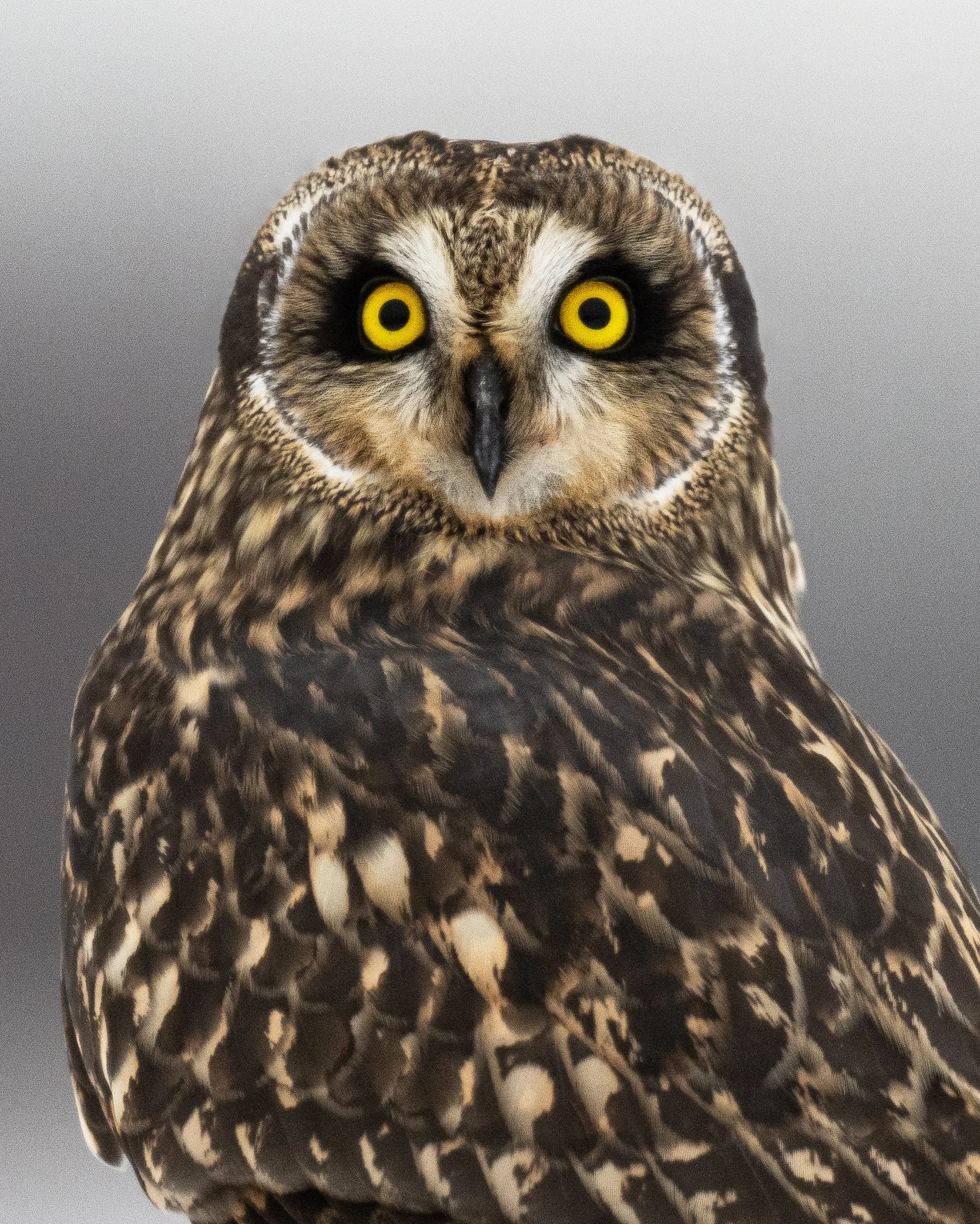 Short-eared Owl (Ontario)