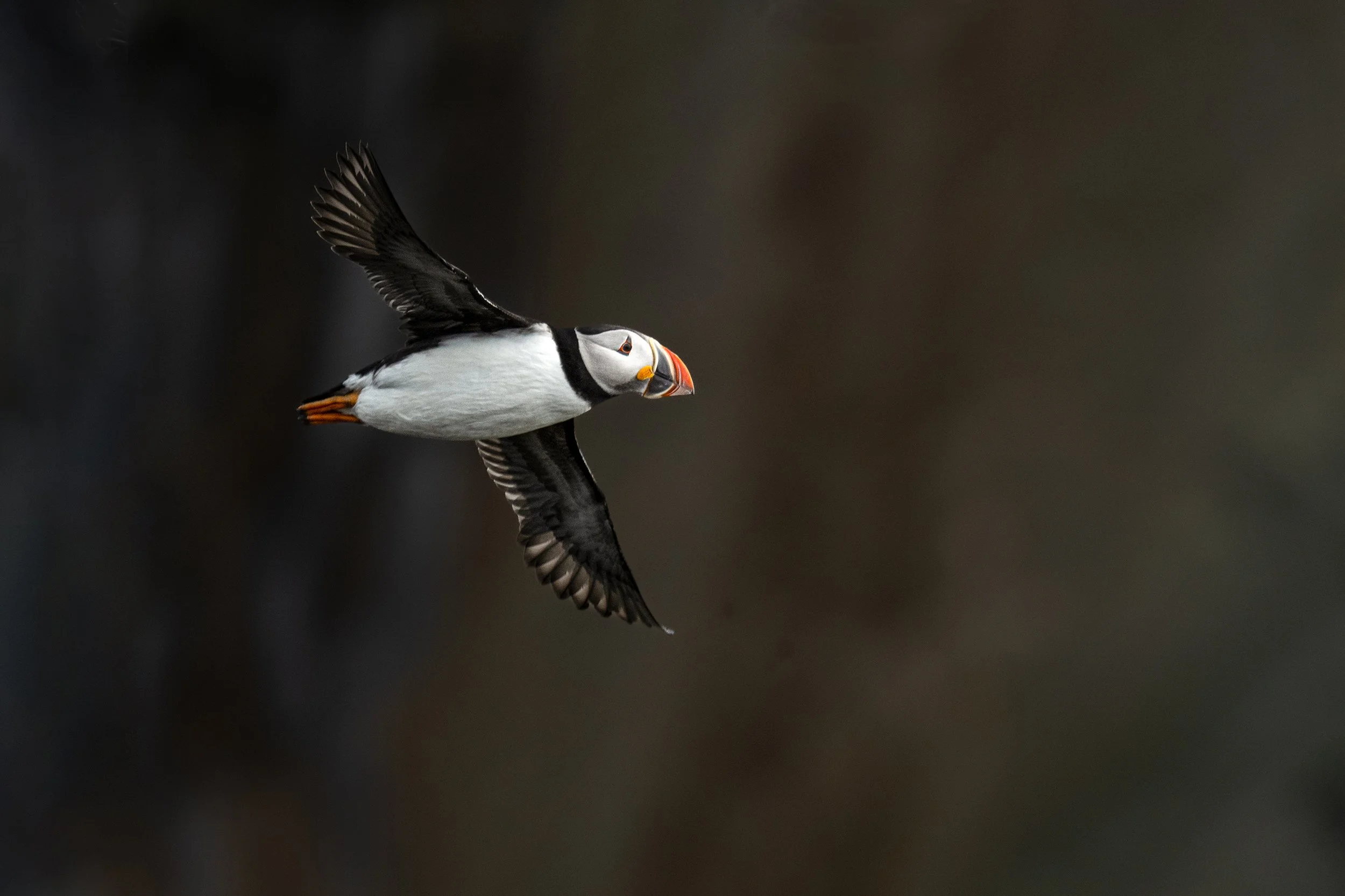 Puffin in Flight I JPG.jpg