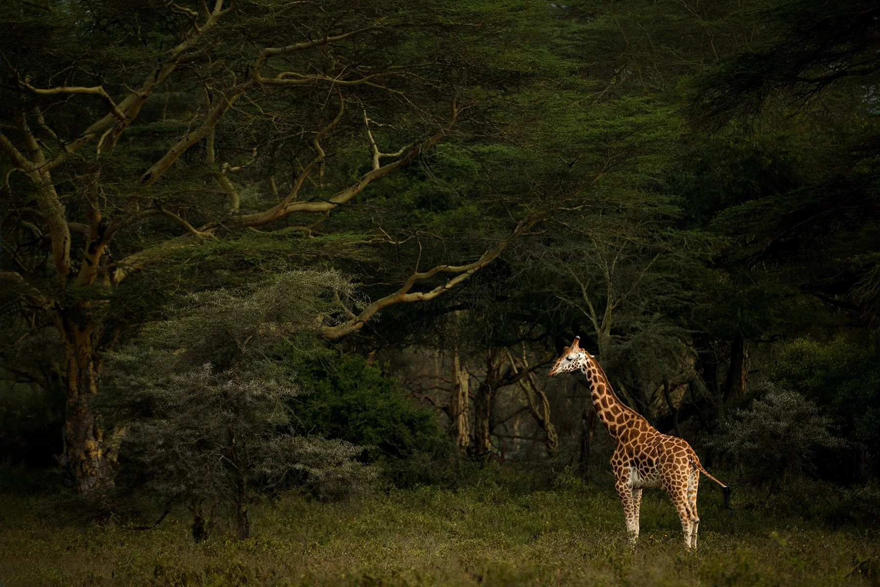Nubian (Rothschild's) Giraffe (Threatened)
