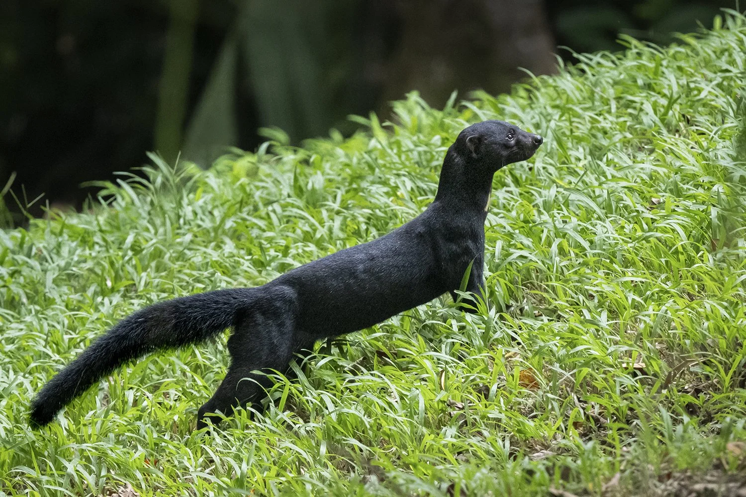 Tayra (Costa Rica)