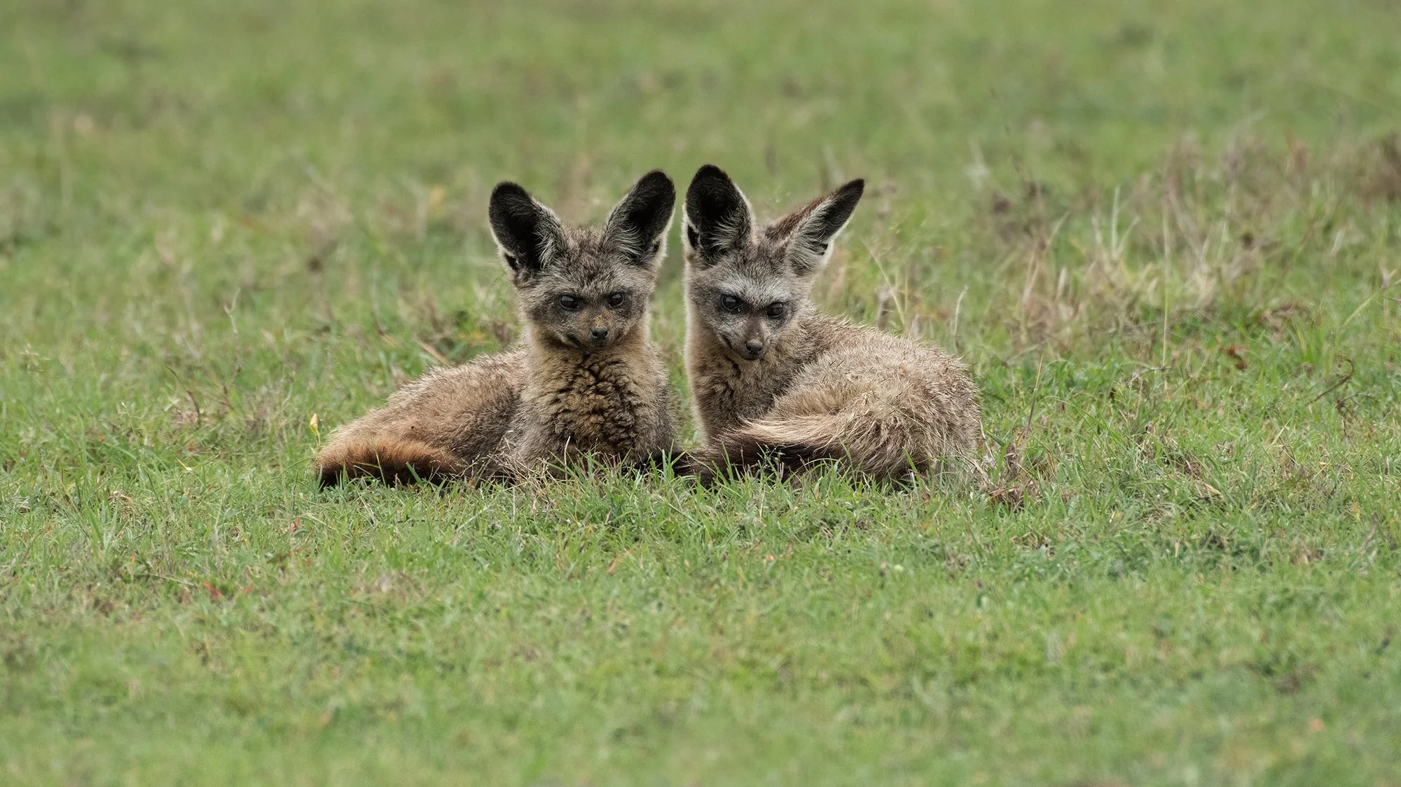 Bat-eared Fox