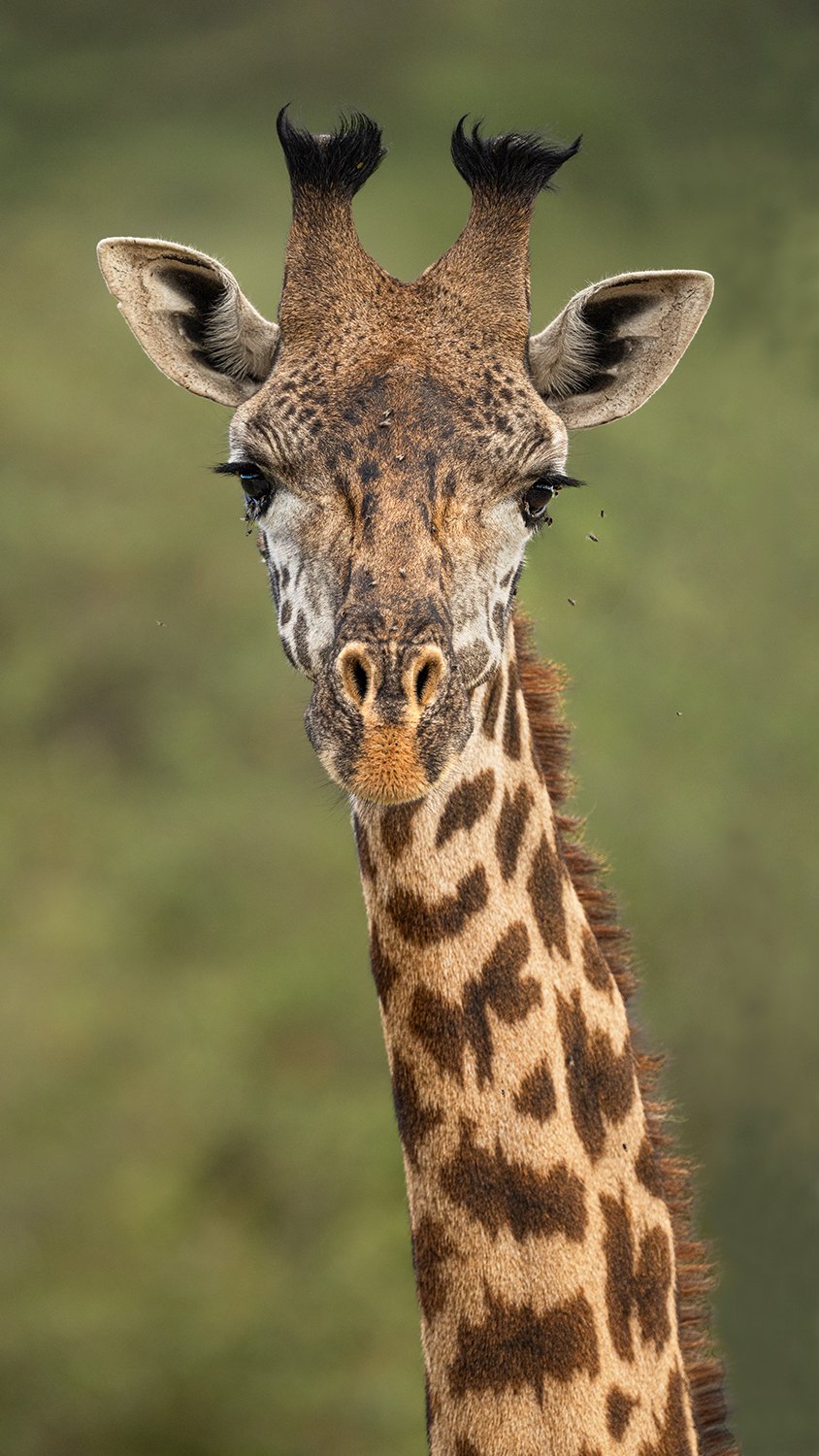 Maasai Giraffe I JPG.jpg