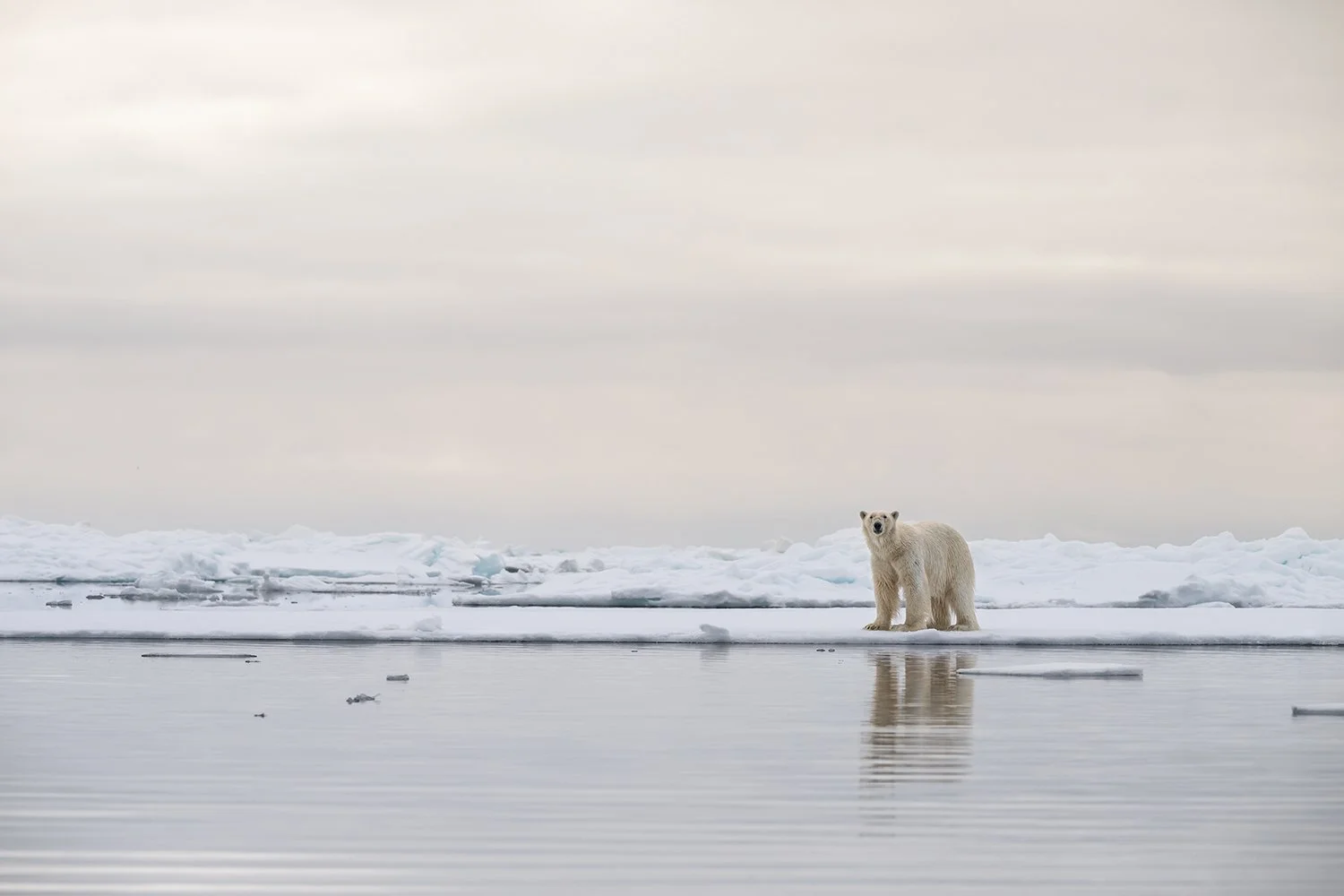 Polar Bear XIX JPG.jpg