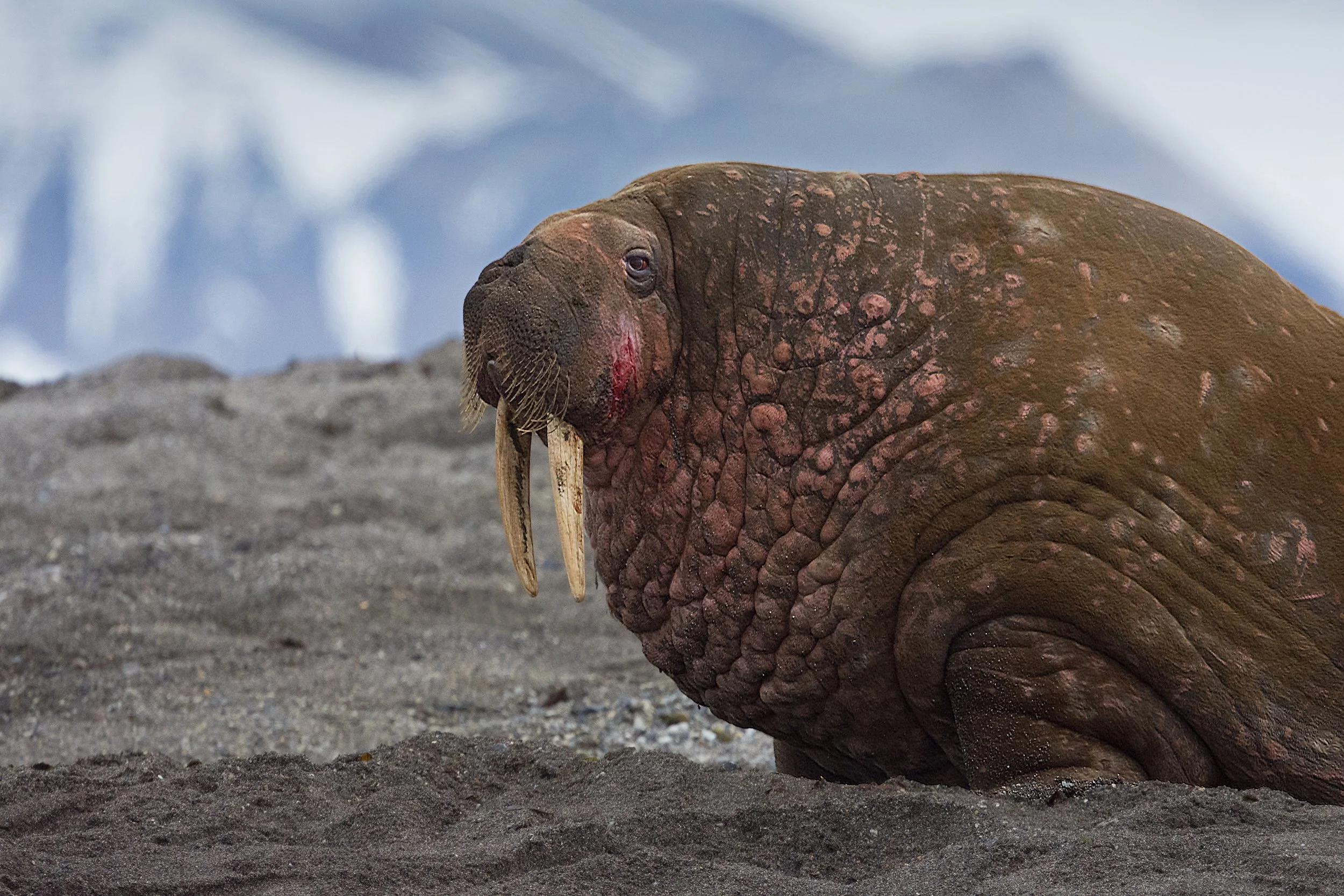 Walrus VII JPG.jpg