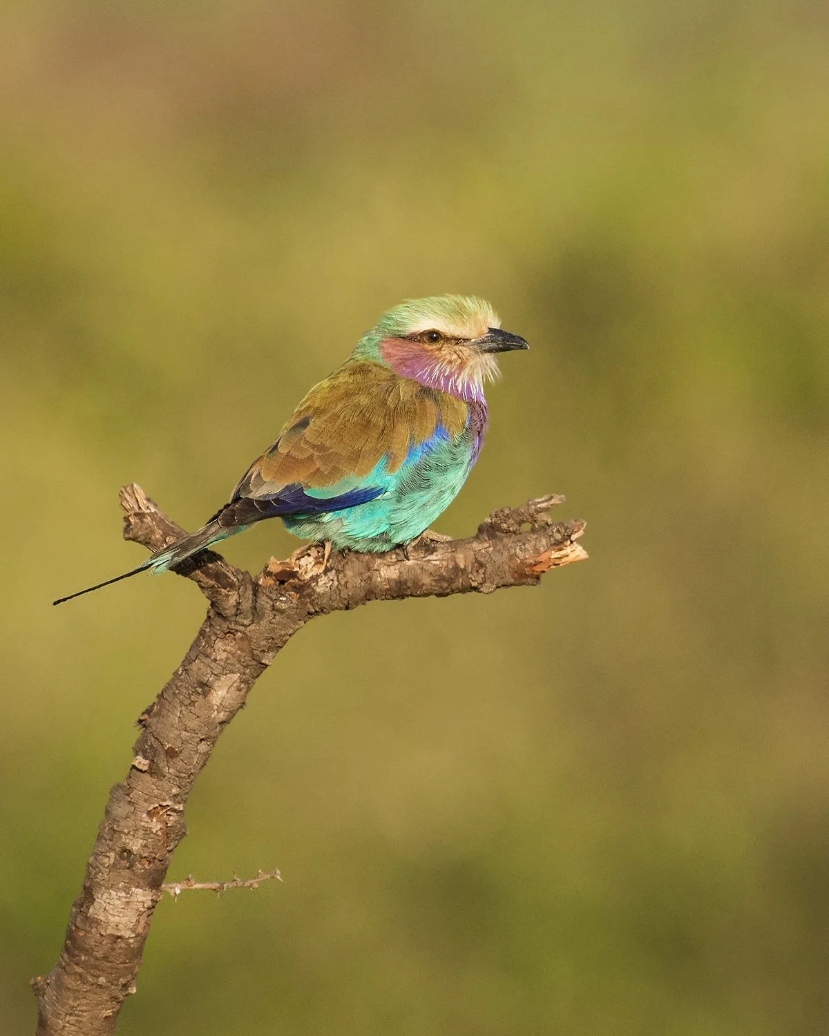 Lilac-breasted Roller