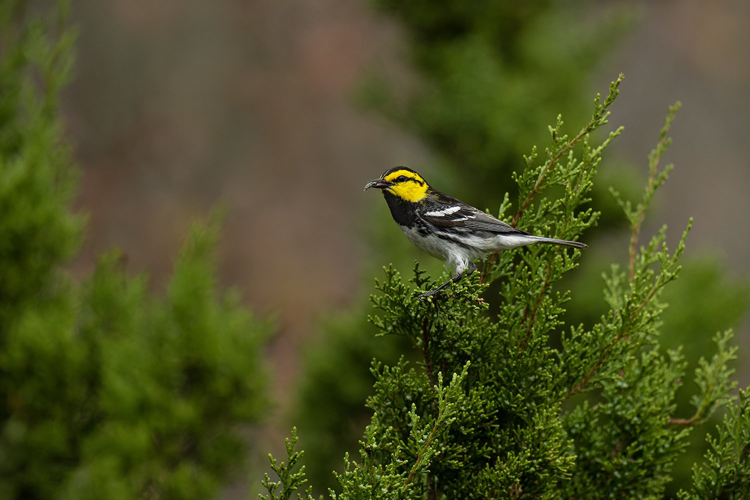 Golden-cheeked Warbler (male) (Endangered)