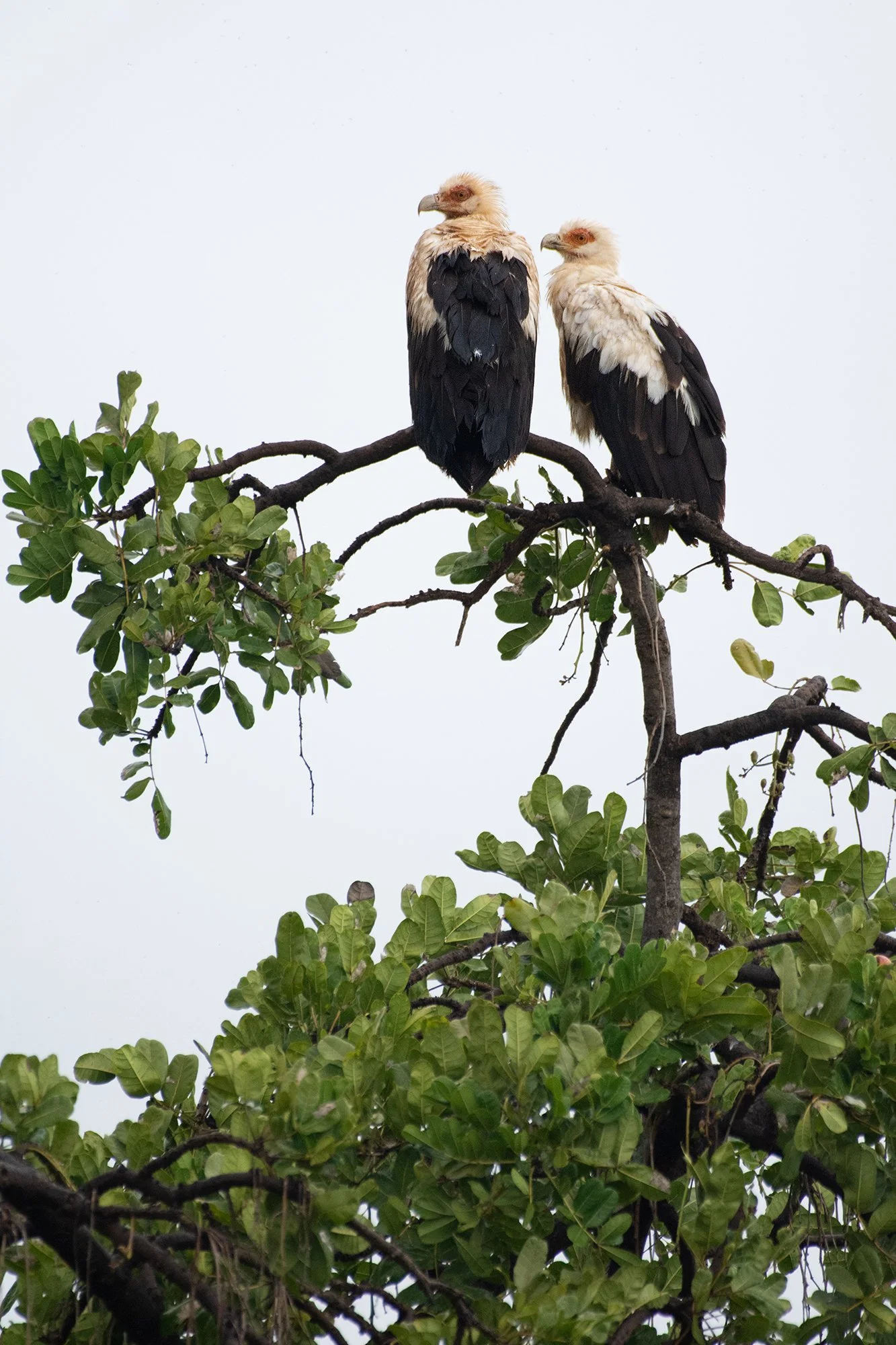 Palm Nut Vulture