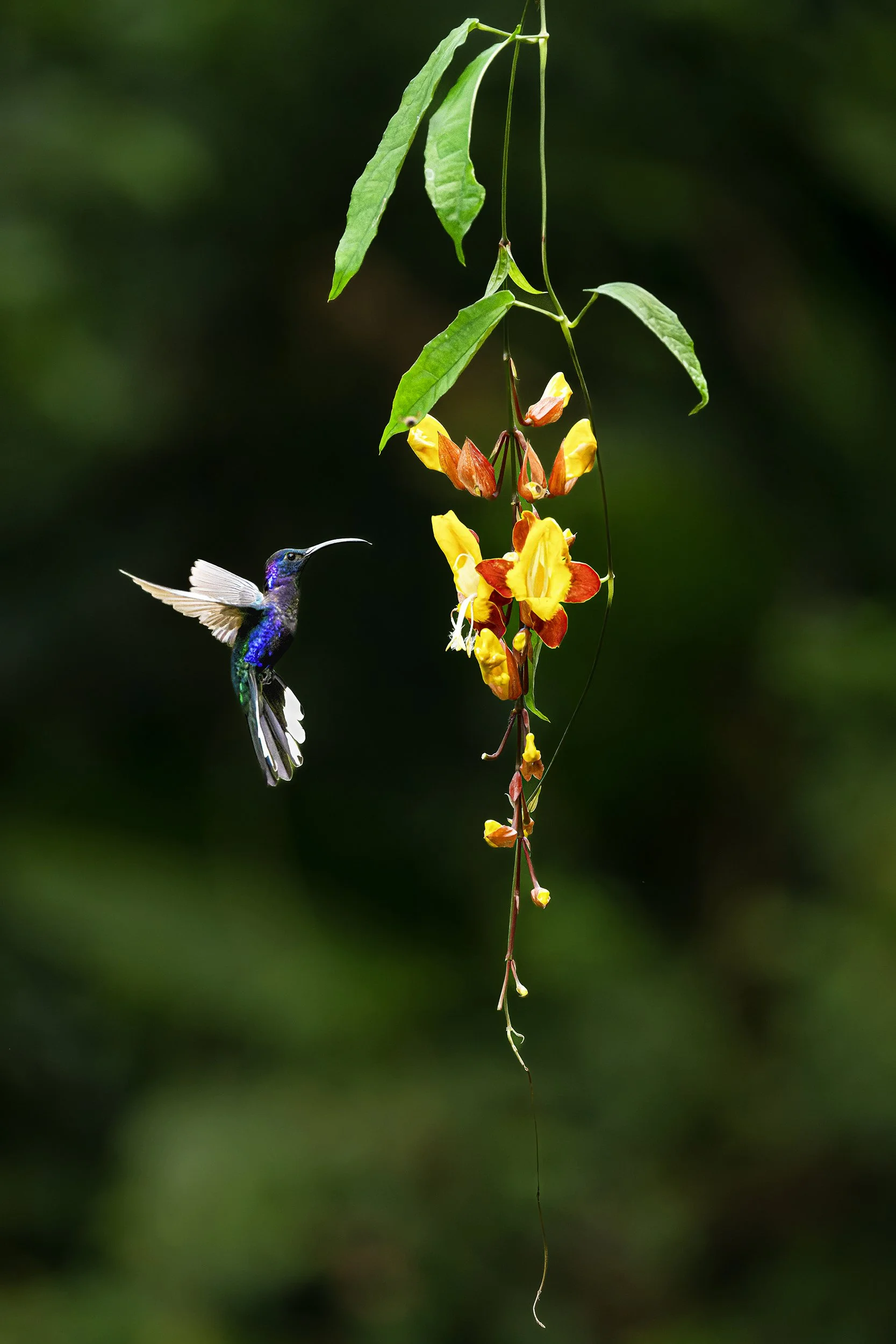 Violet Sabrewing Hummingbird (Costa Rica)