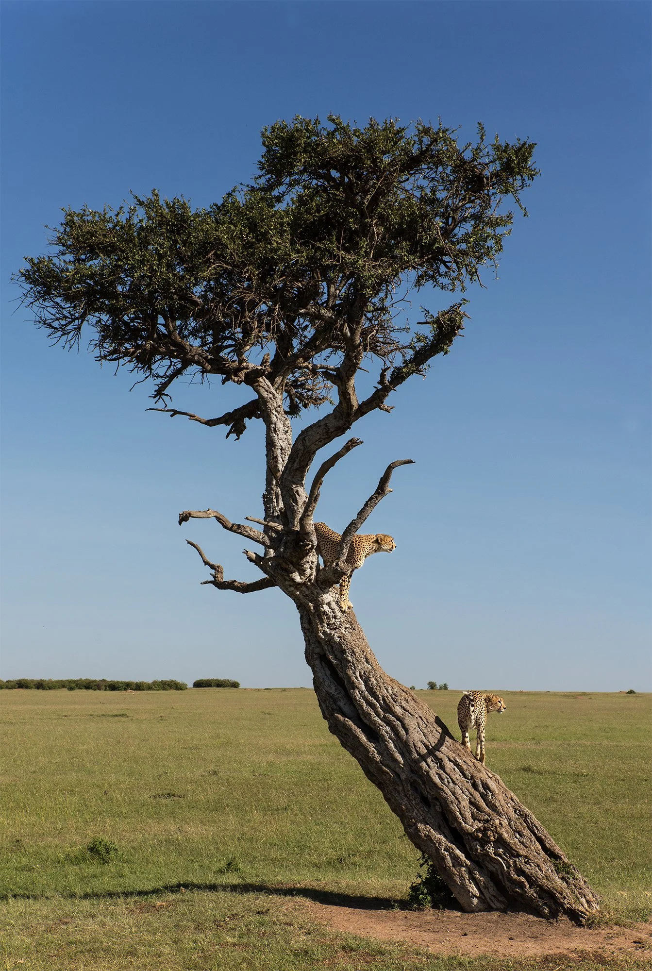 Cheetah and Tree II PSD.jpg
