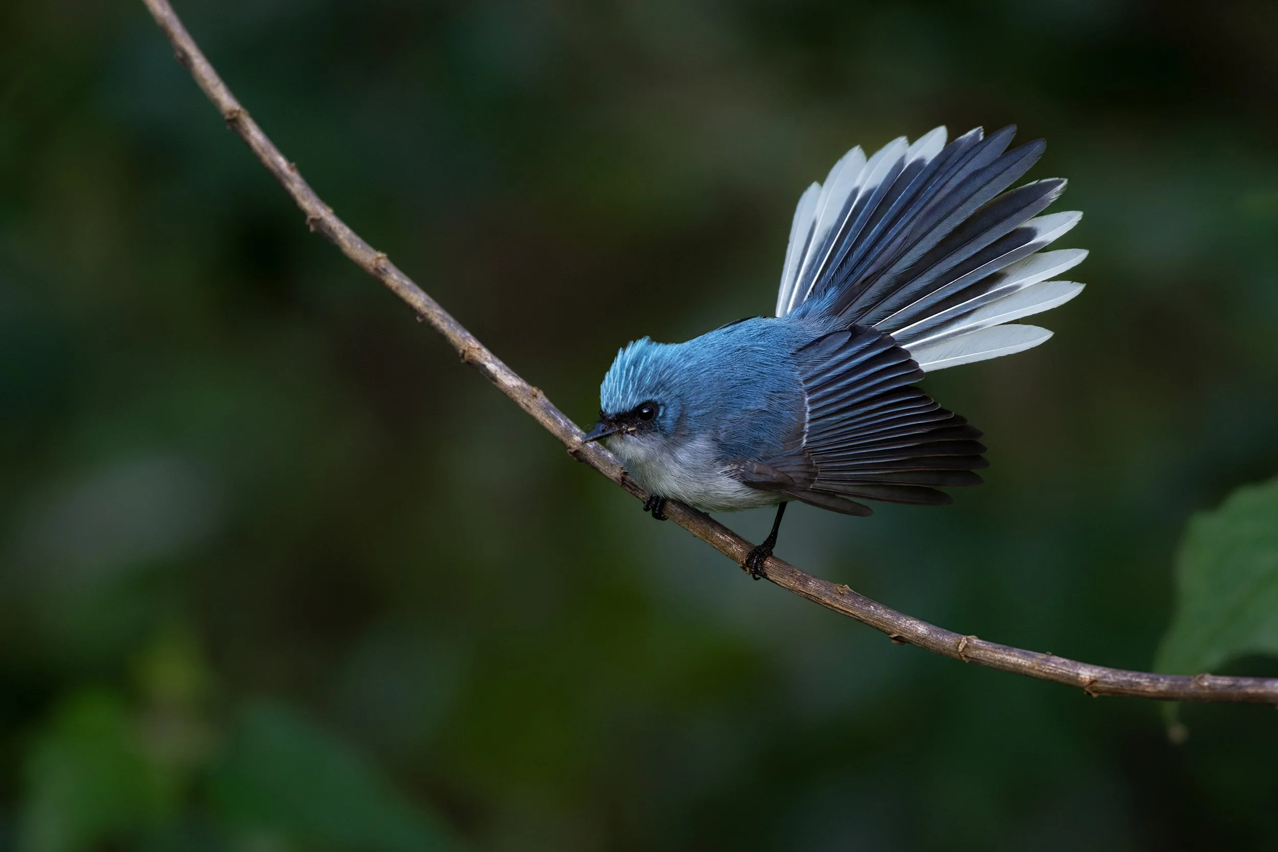 White-tailed Blue Flycatcher