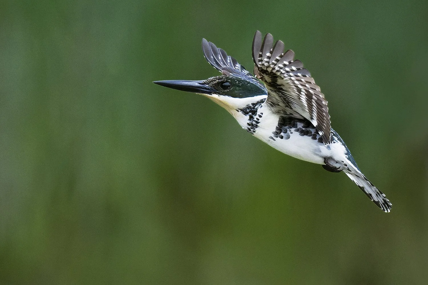 Green Kingfisher (female)