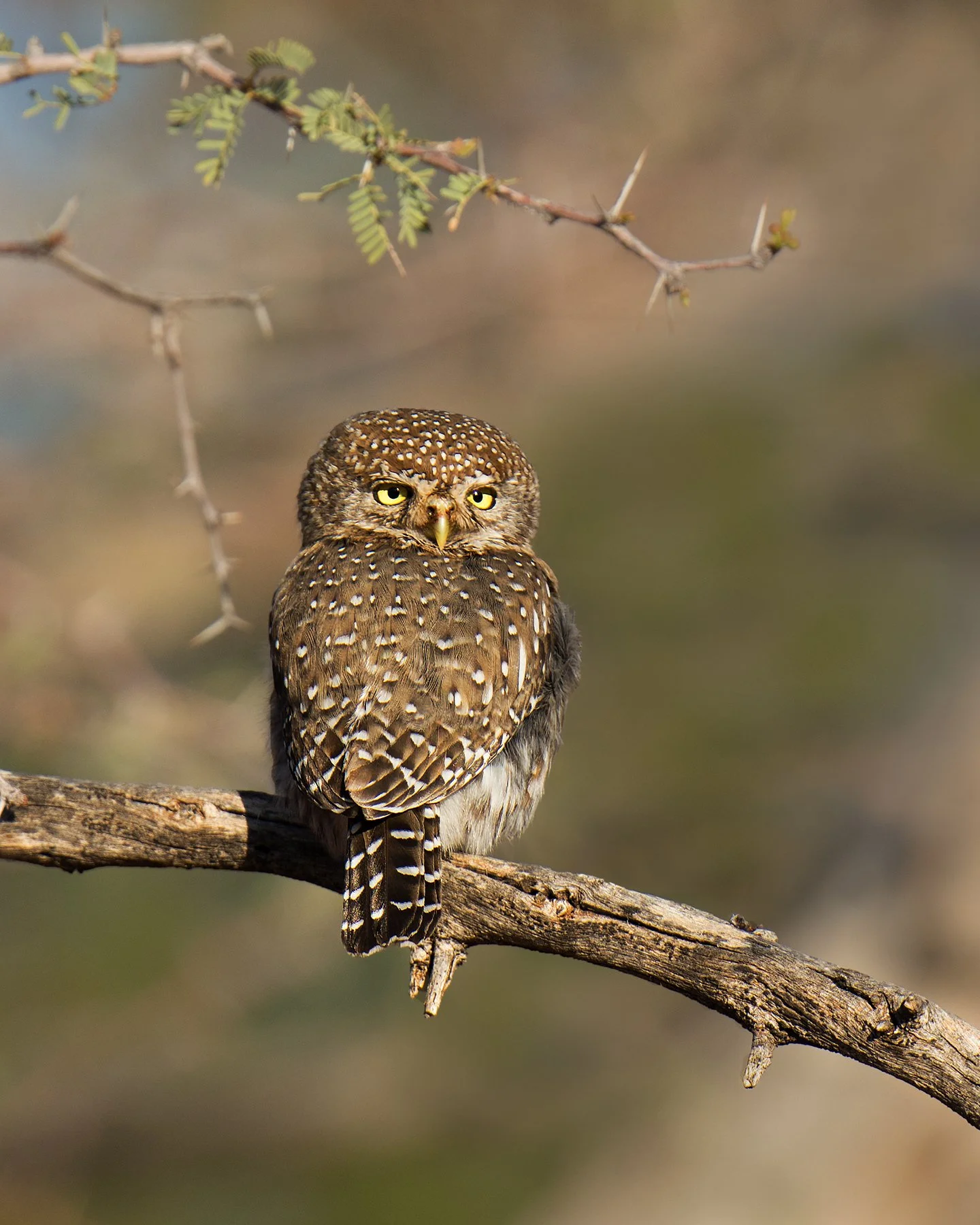 Pearl-spotted Owlet