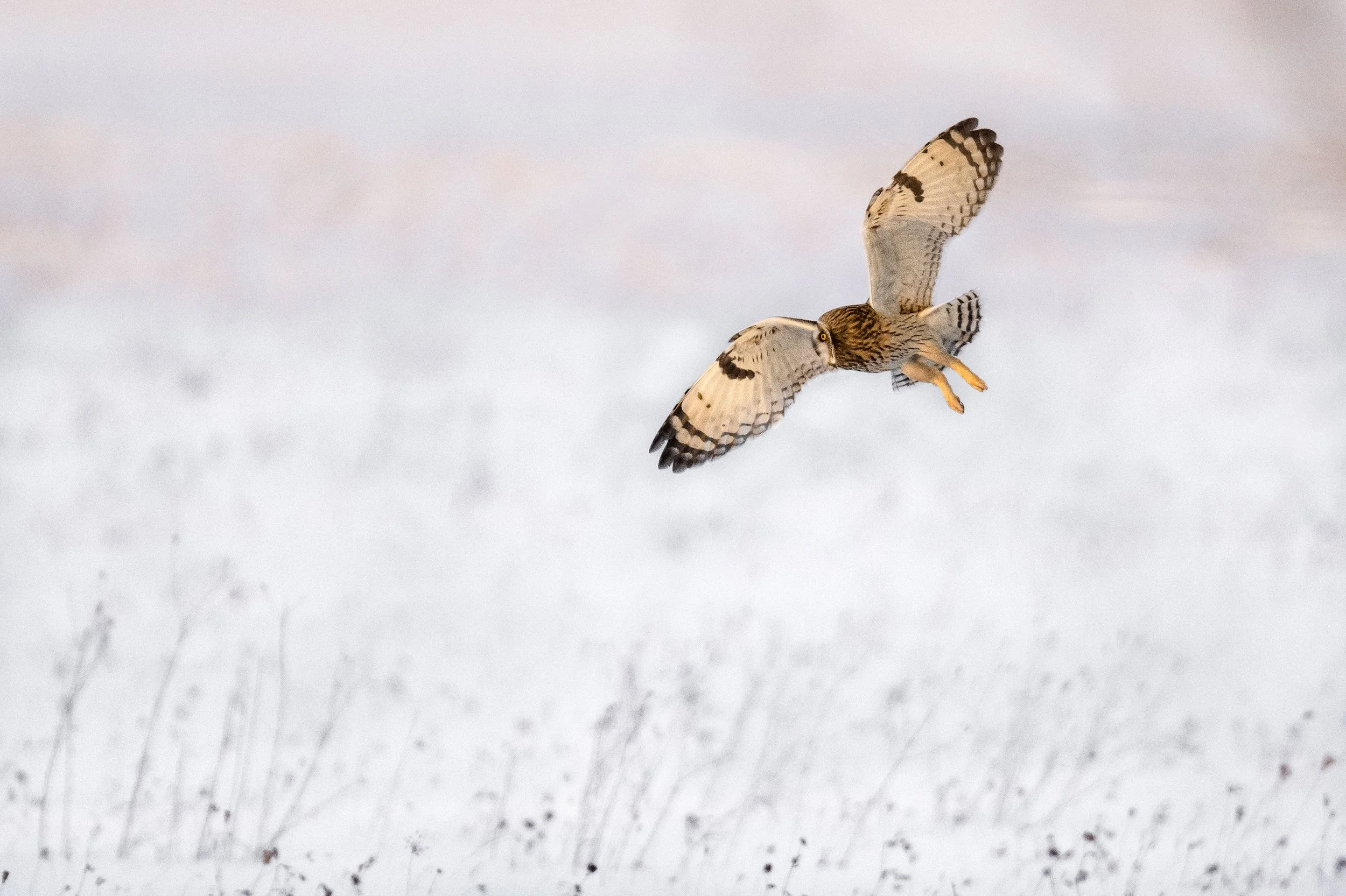 Short-eared Owl (Ontario)