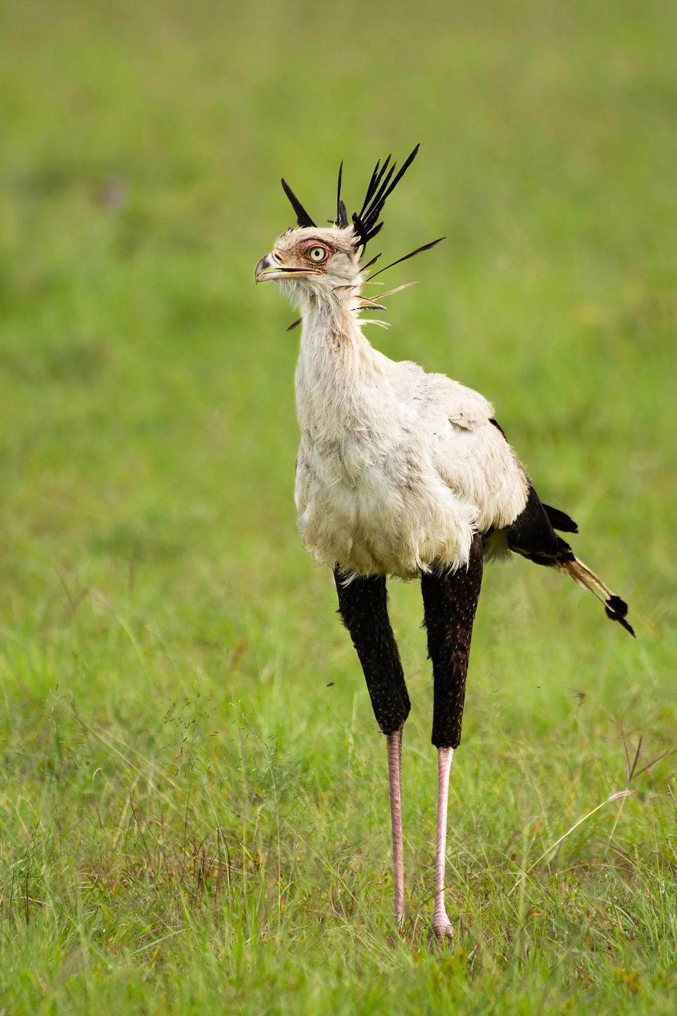 Secretarybird