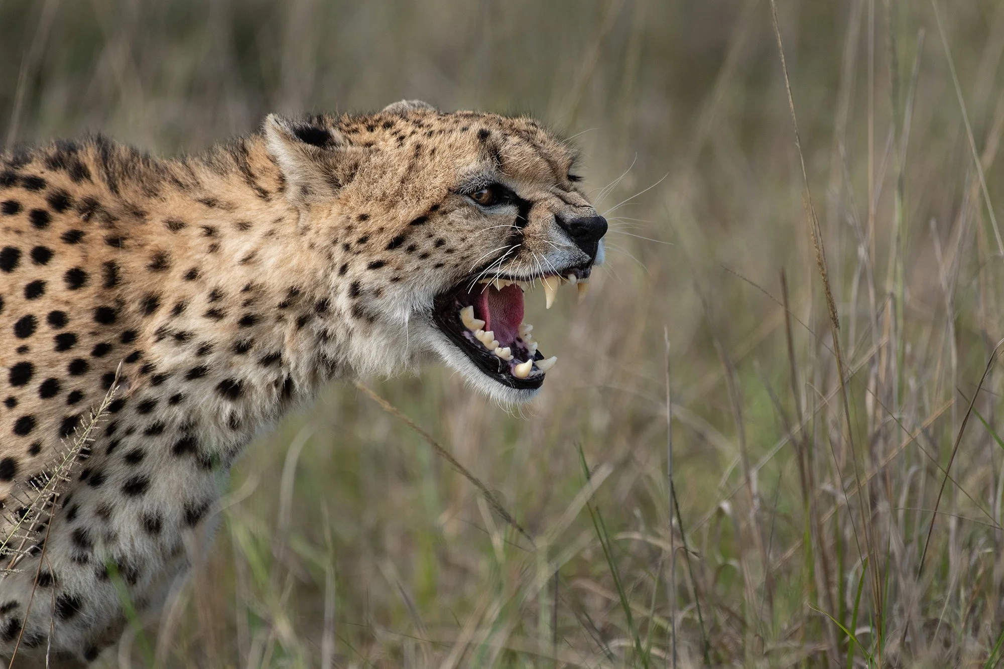 Male Cheetah Mating I JPG.jpg