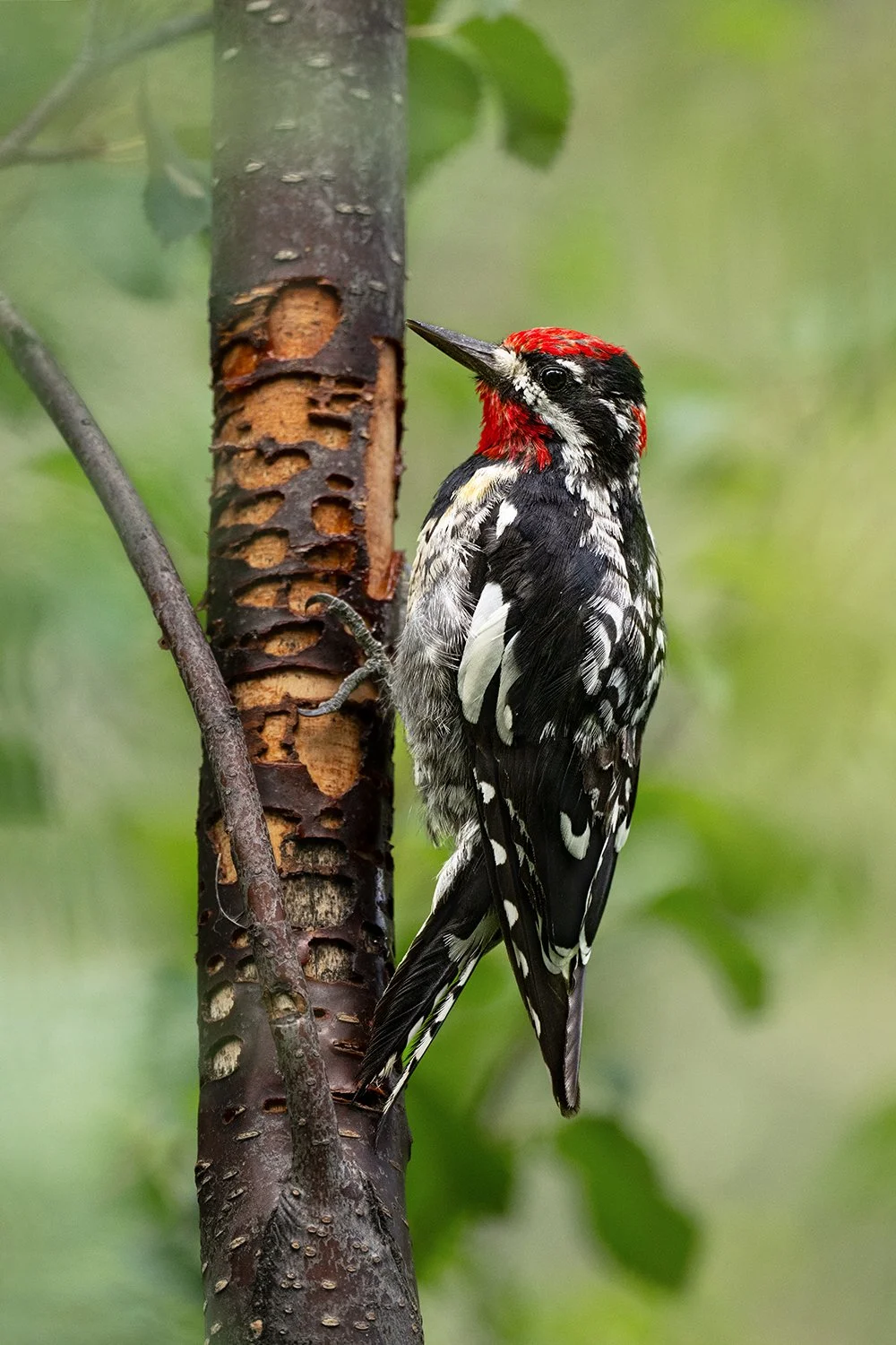 Red-naped Sapsucker (male) (Colorado)