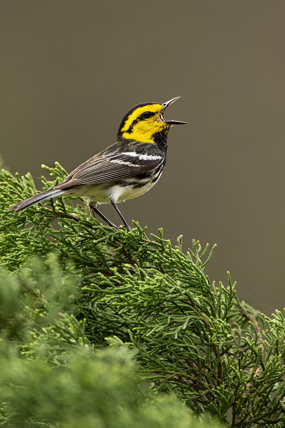 Golden-cheeked Warbler (male) (Endangered)
