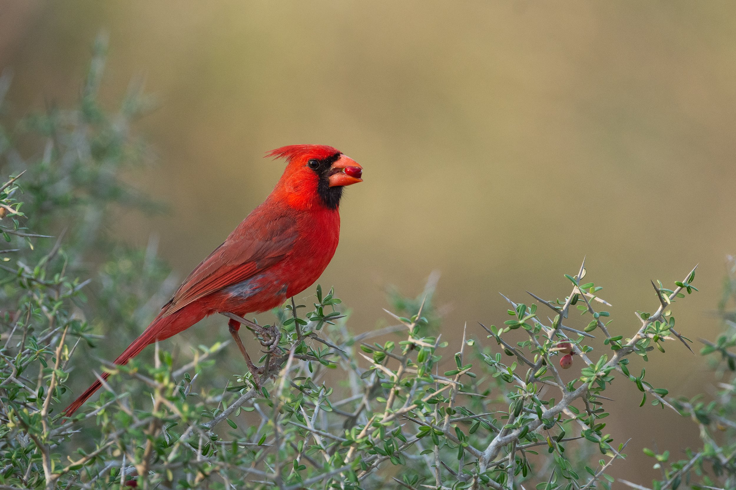 Northern Cardinal