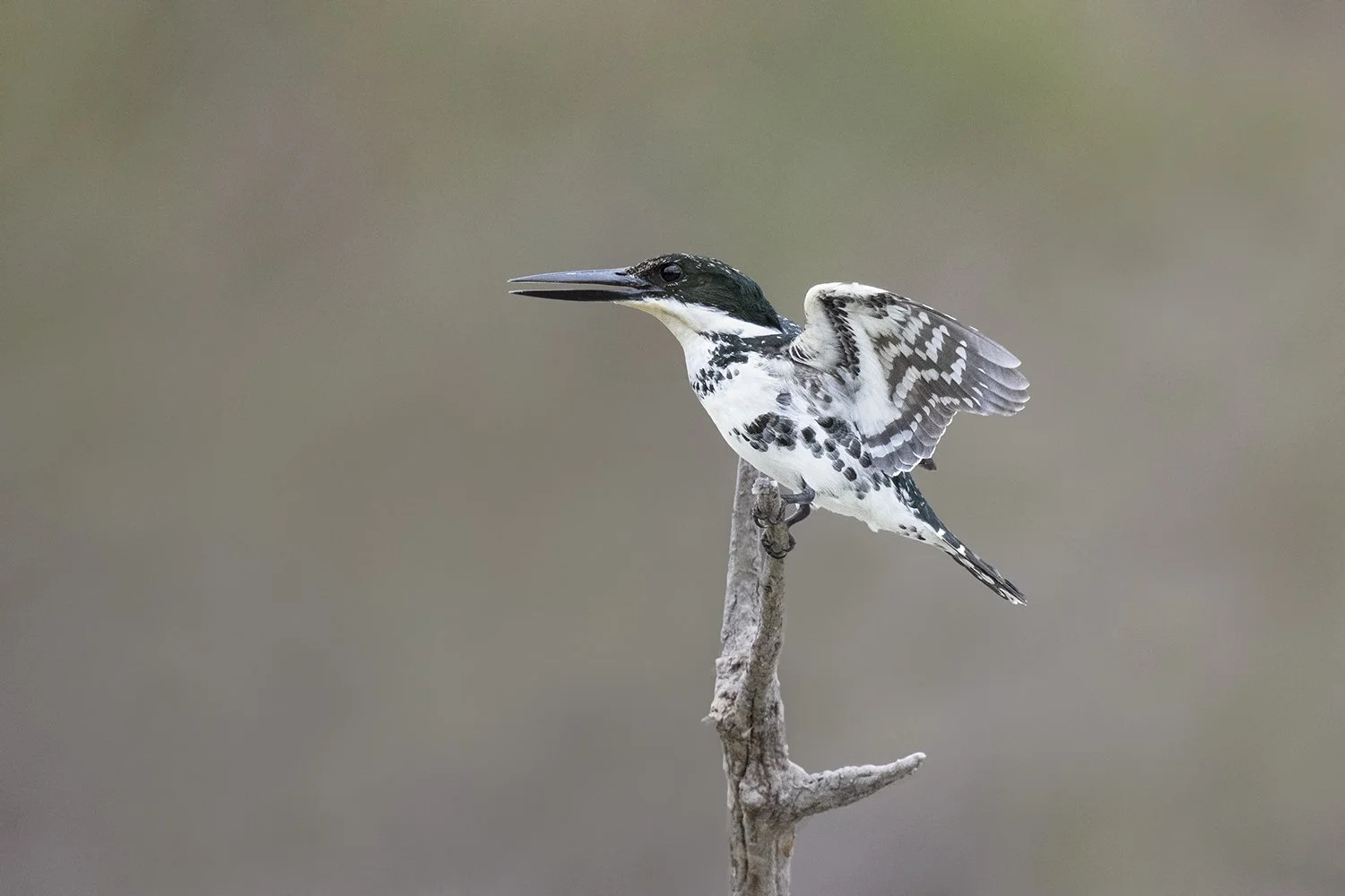 Green Kingfisher (female)