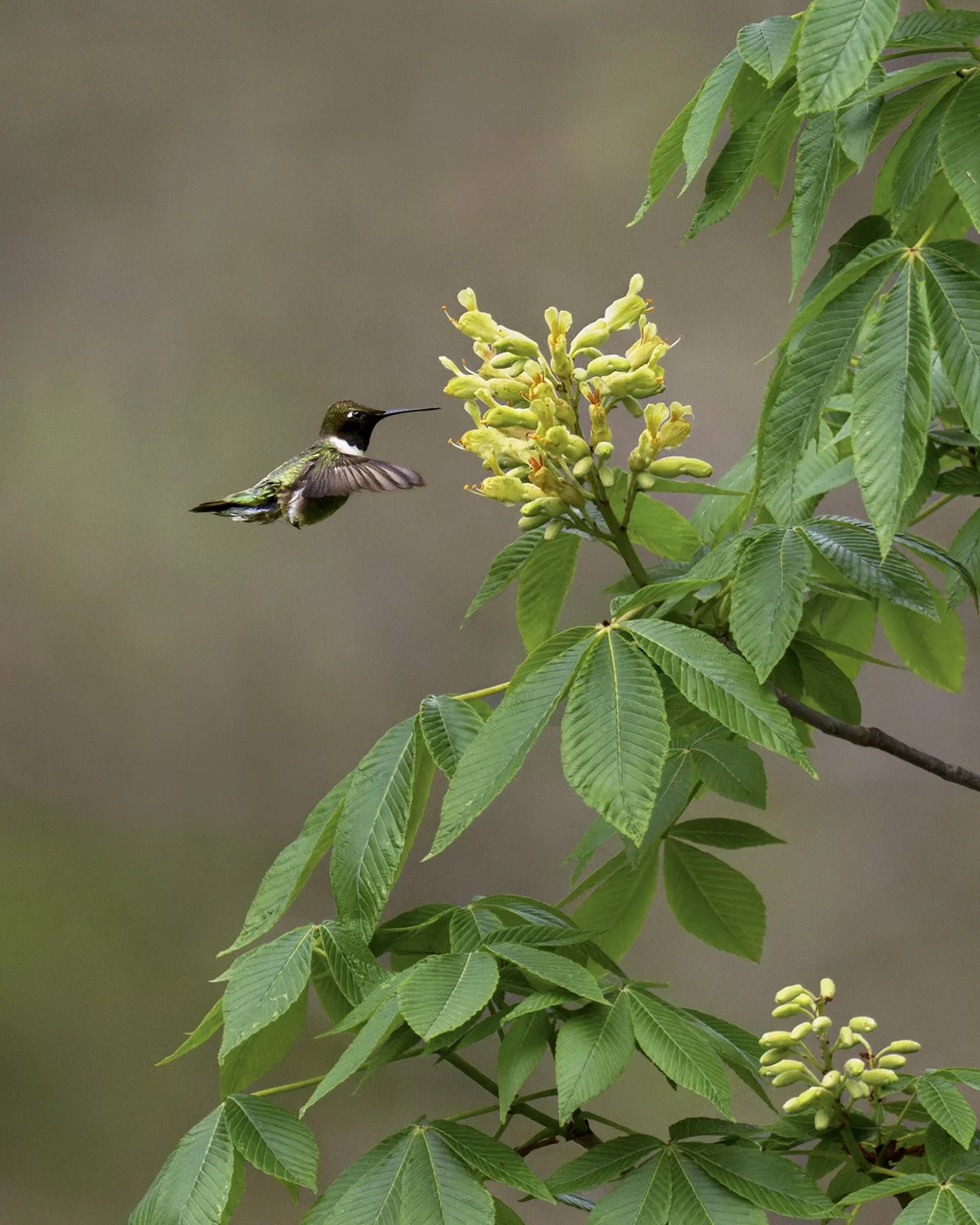 Black-chinned Hummingbird (male)