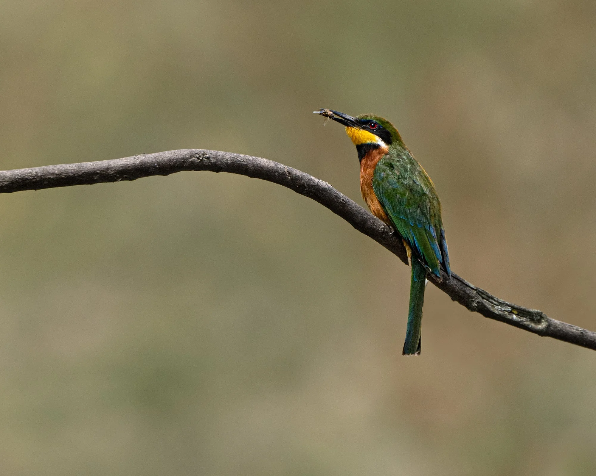 Cinnamon-chested Bee-eater