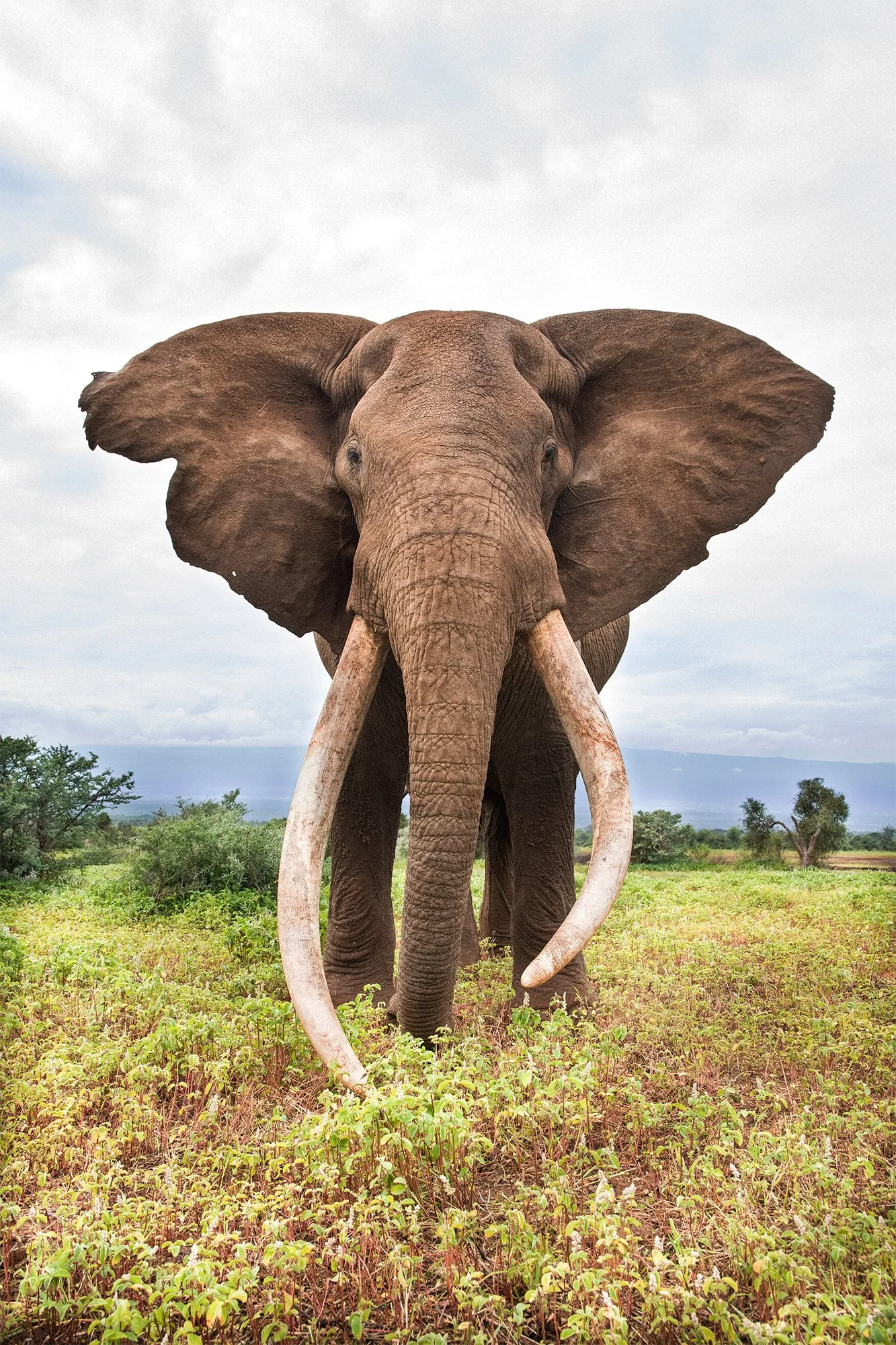 Craig Big Tusker I PSD v 2.jpg