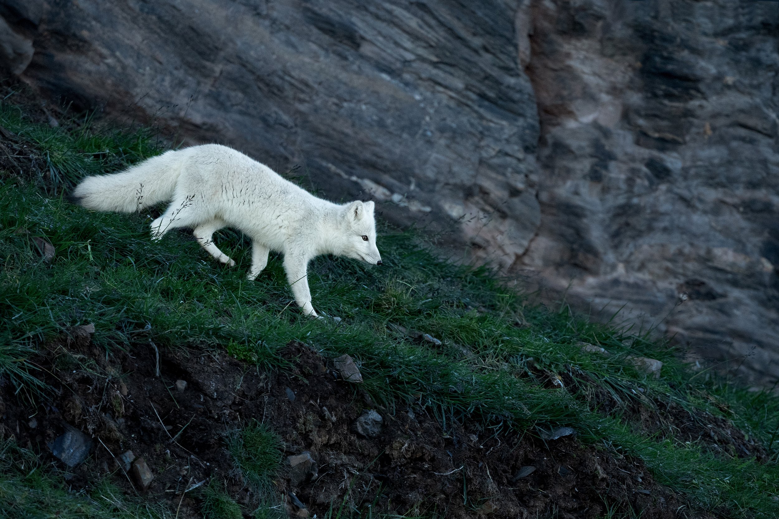 Arctic Fox VI JPG v 2.jpg