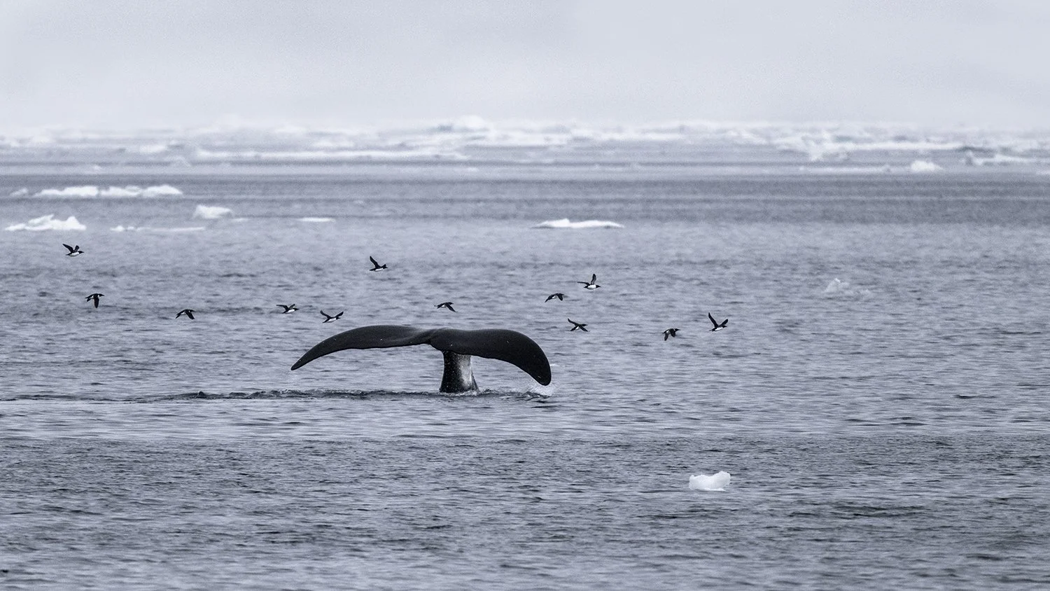 Bowhead Whale