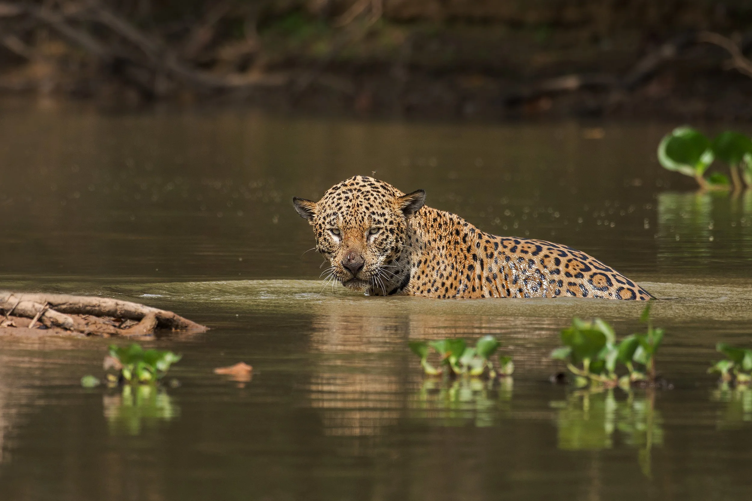 Jaguar.Male Emerging from River I v 2 JPG.jpg