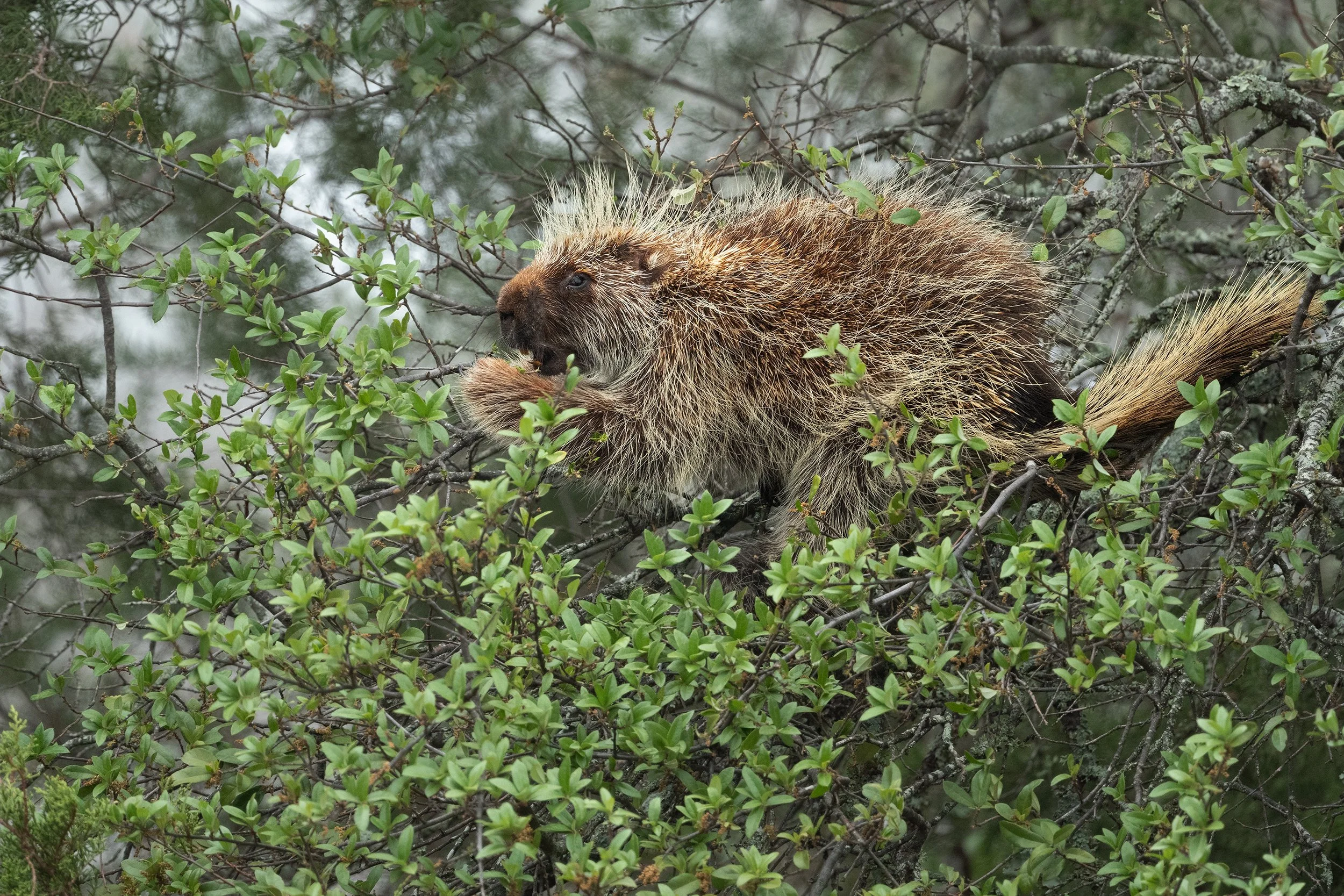 North American Porcupine