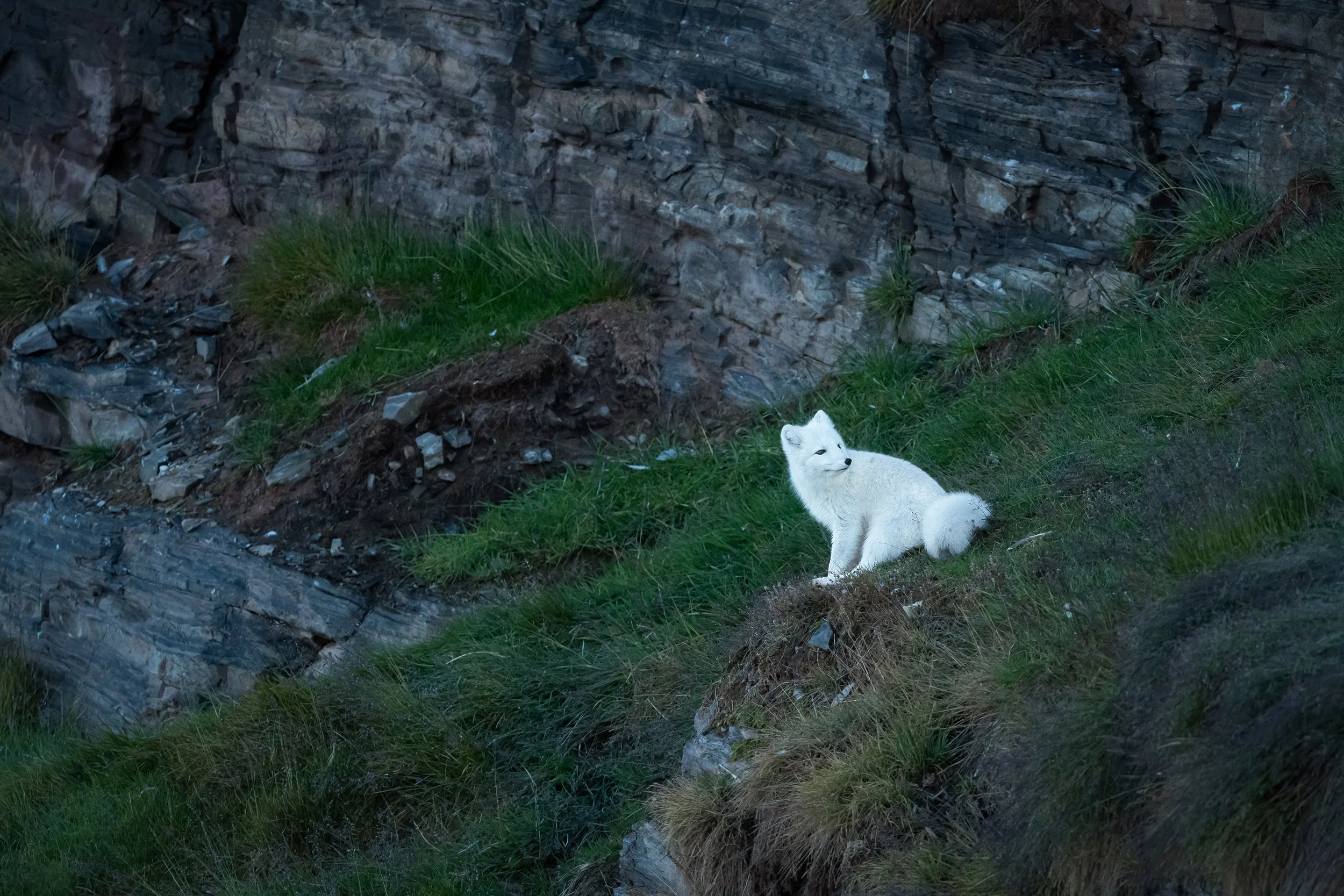 Arctic Fox VII JPG.jpg