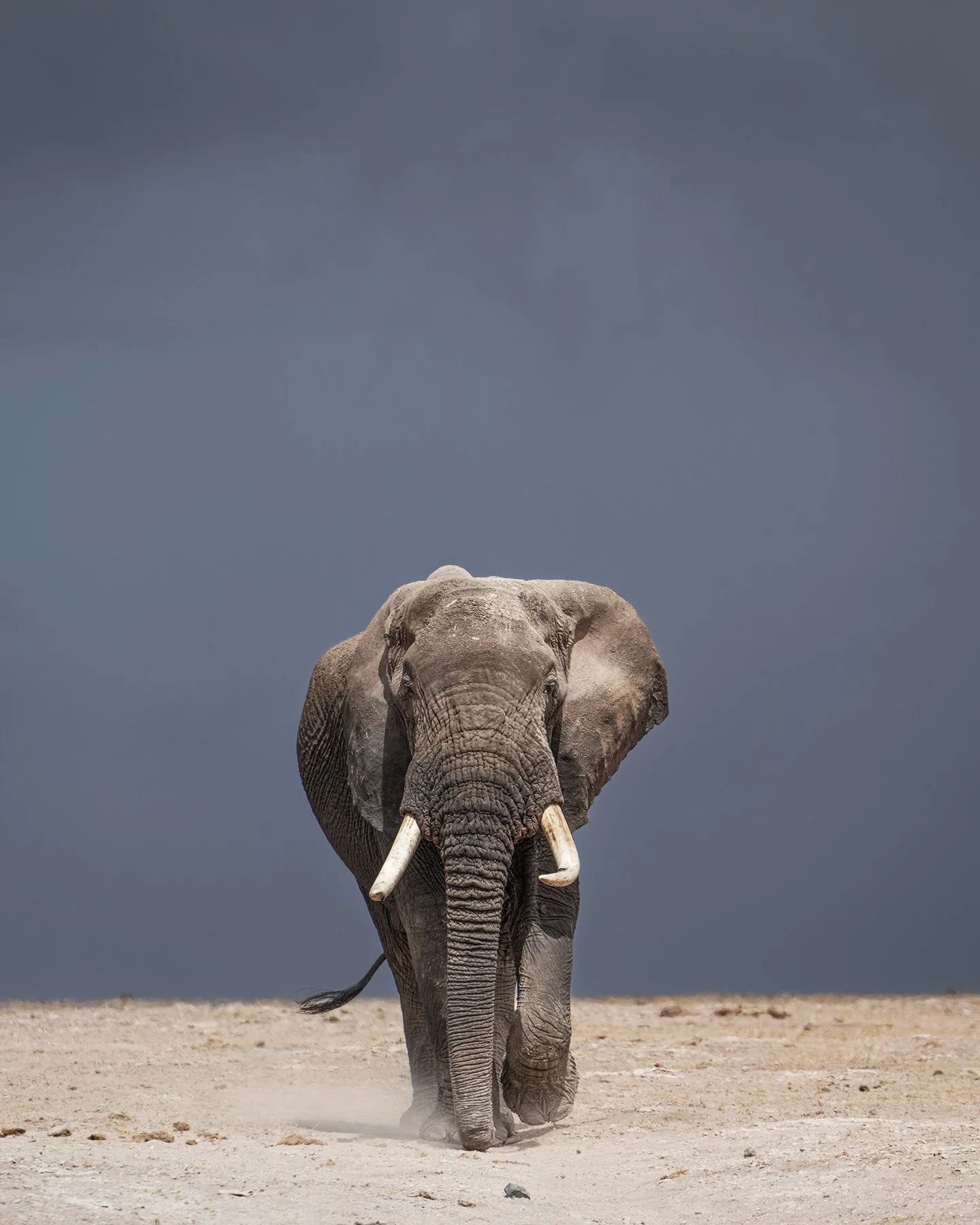 Elephant I JPG v 3.jpg