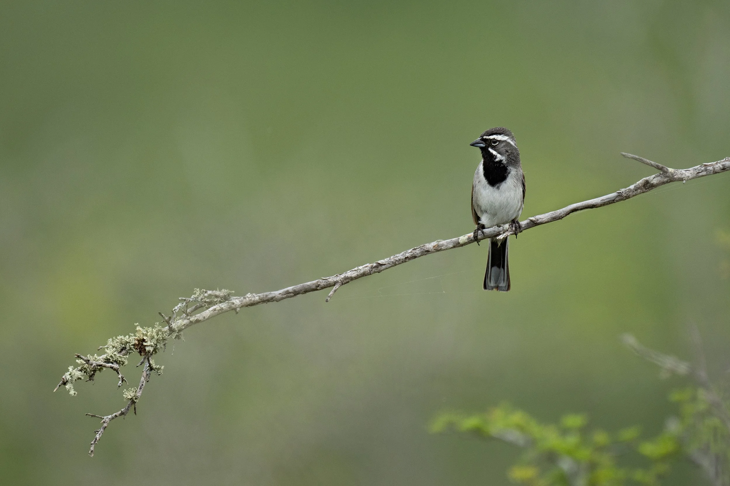 Black-throated Sparrow