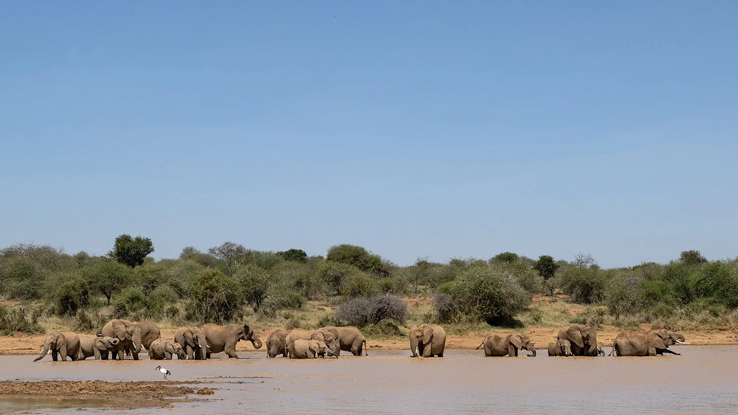 Elephants I JPG.jpg