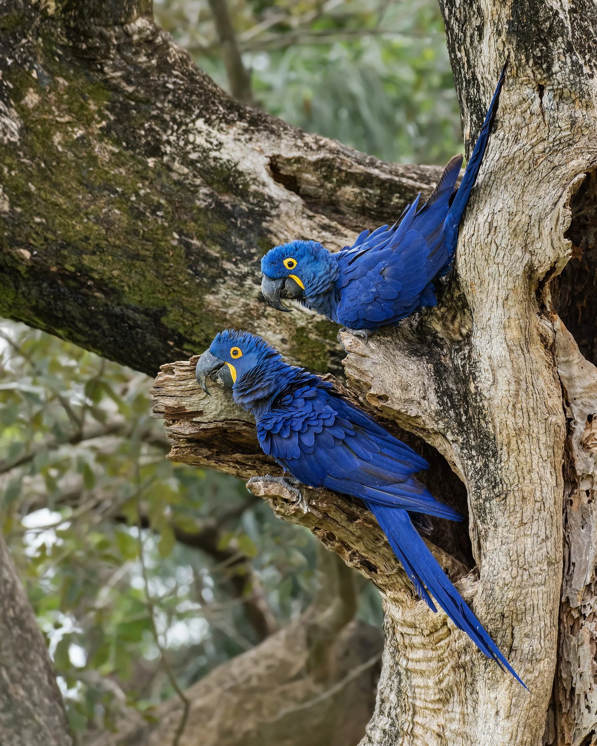 Hyacinth+Macaw+I+v+3+JPG.jpg