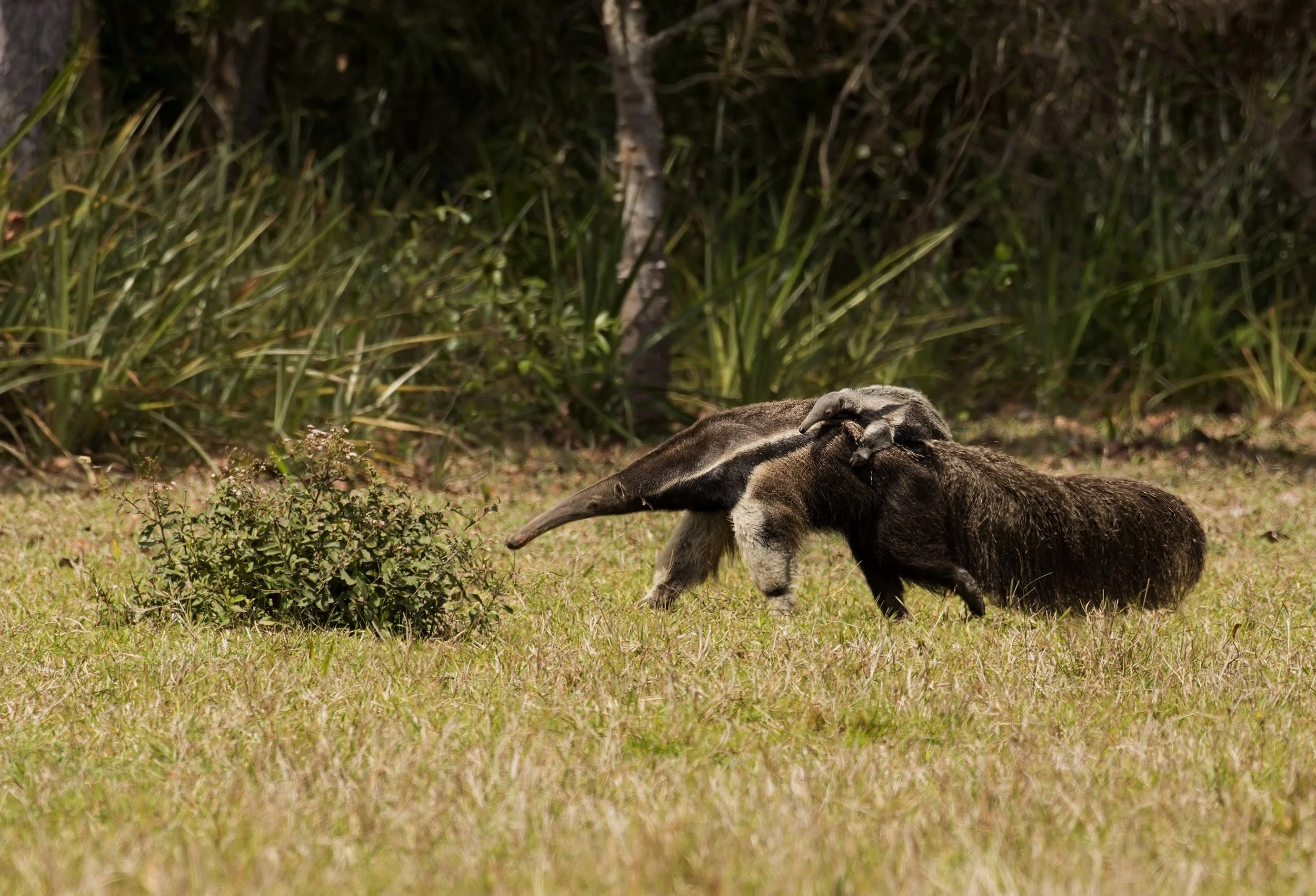 Giant Anteater (with pup)