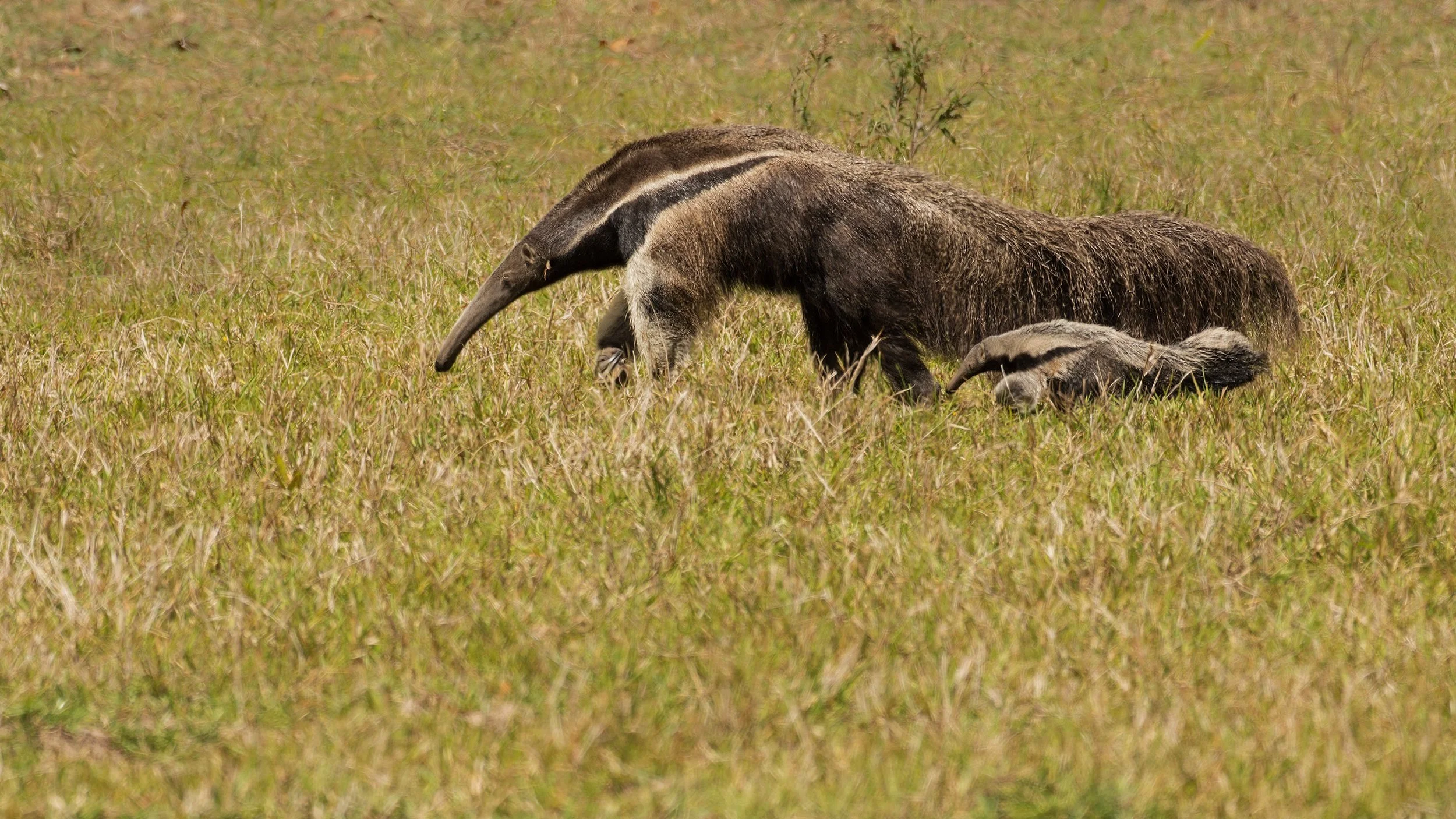 Giant+Anteater+V+JPG+v+2.jpg