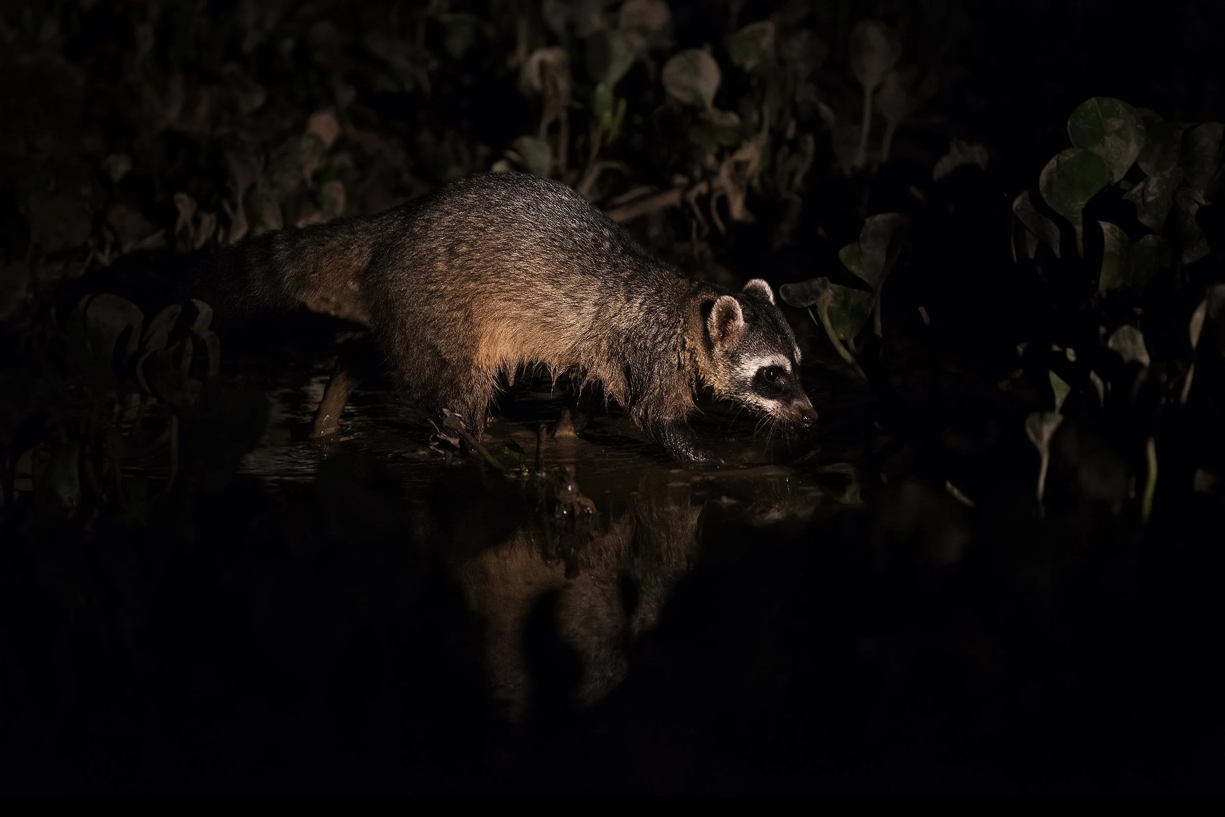 Crab-eating Raccoon