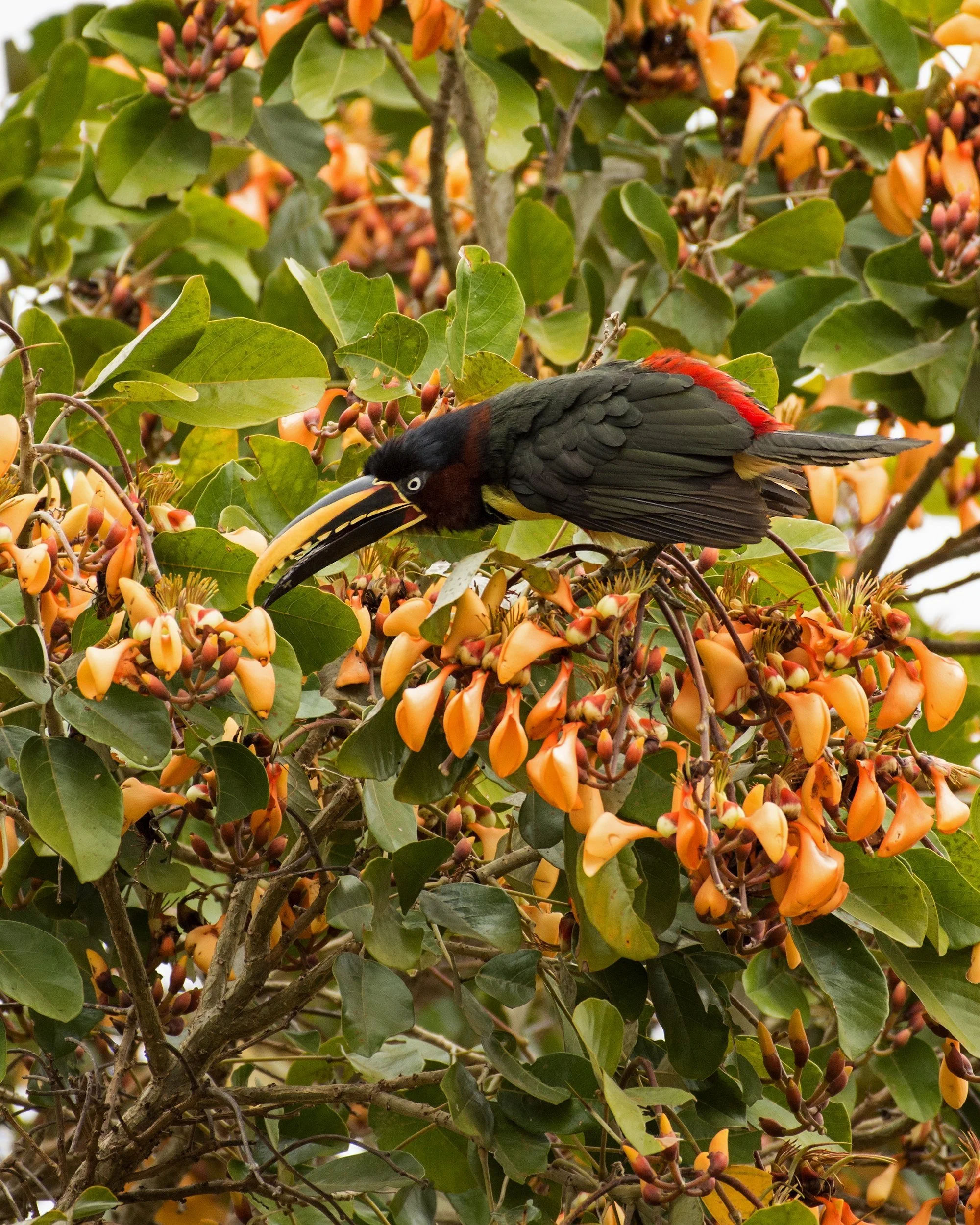 Chestnut-eared Aracari