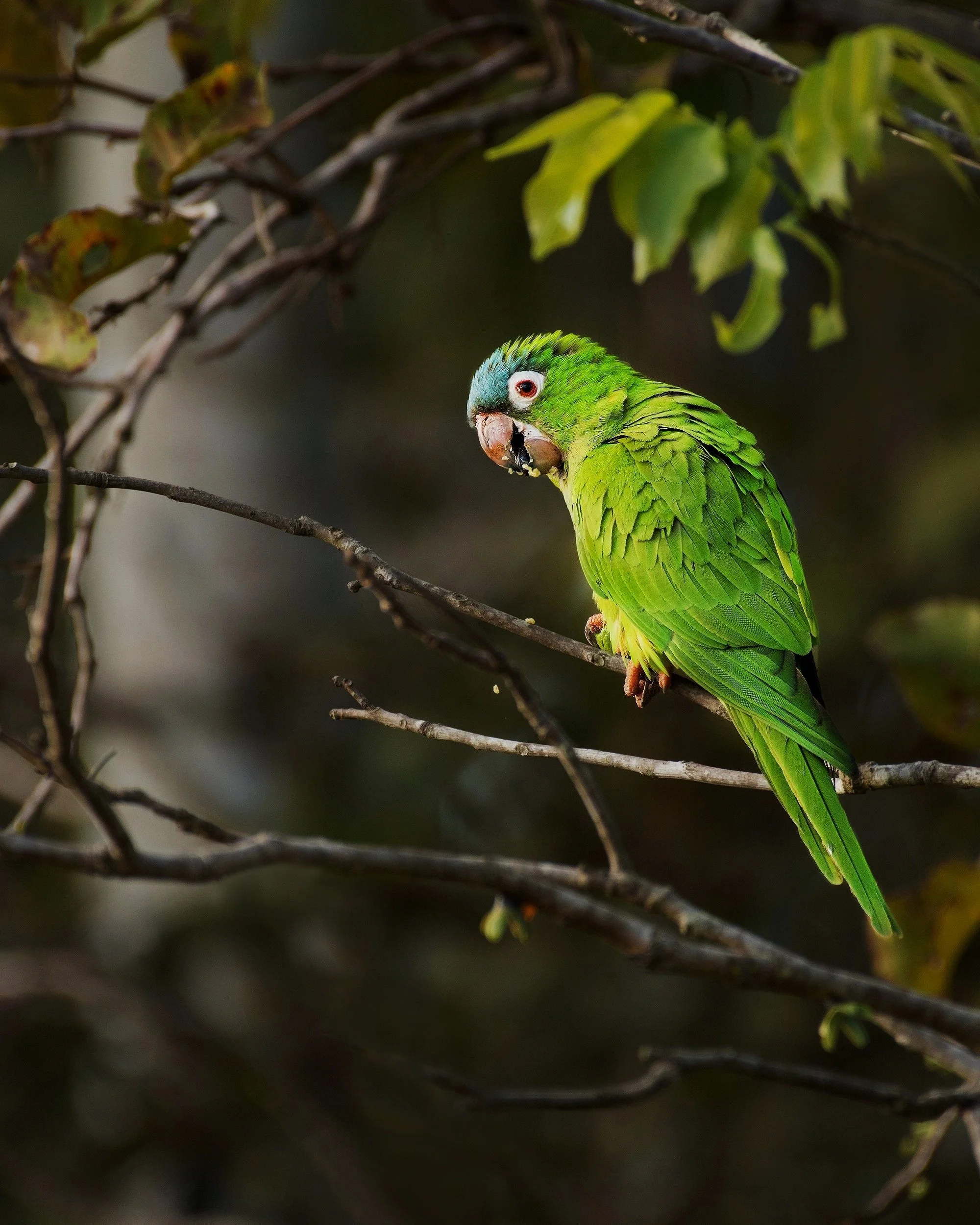 Blue-crowned Parakeet